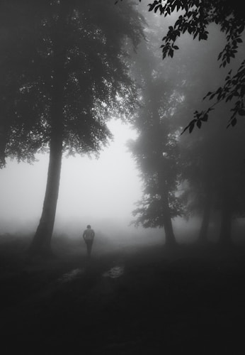 A lone figure walks along a foggy path surrounded by towering trees. The dense fog creates a mysterious and ethereal atmosphere, obscuring the background and casting the scene in soft shadows. Leaves are visible in the upper corners, adding to the sense of a secluded forest.
