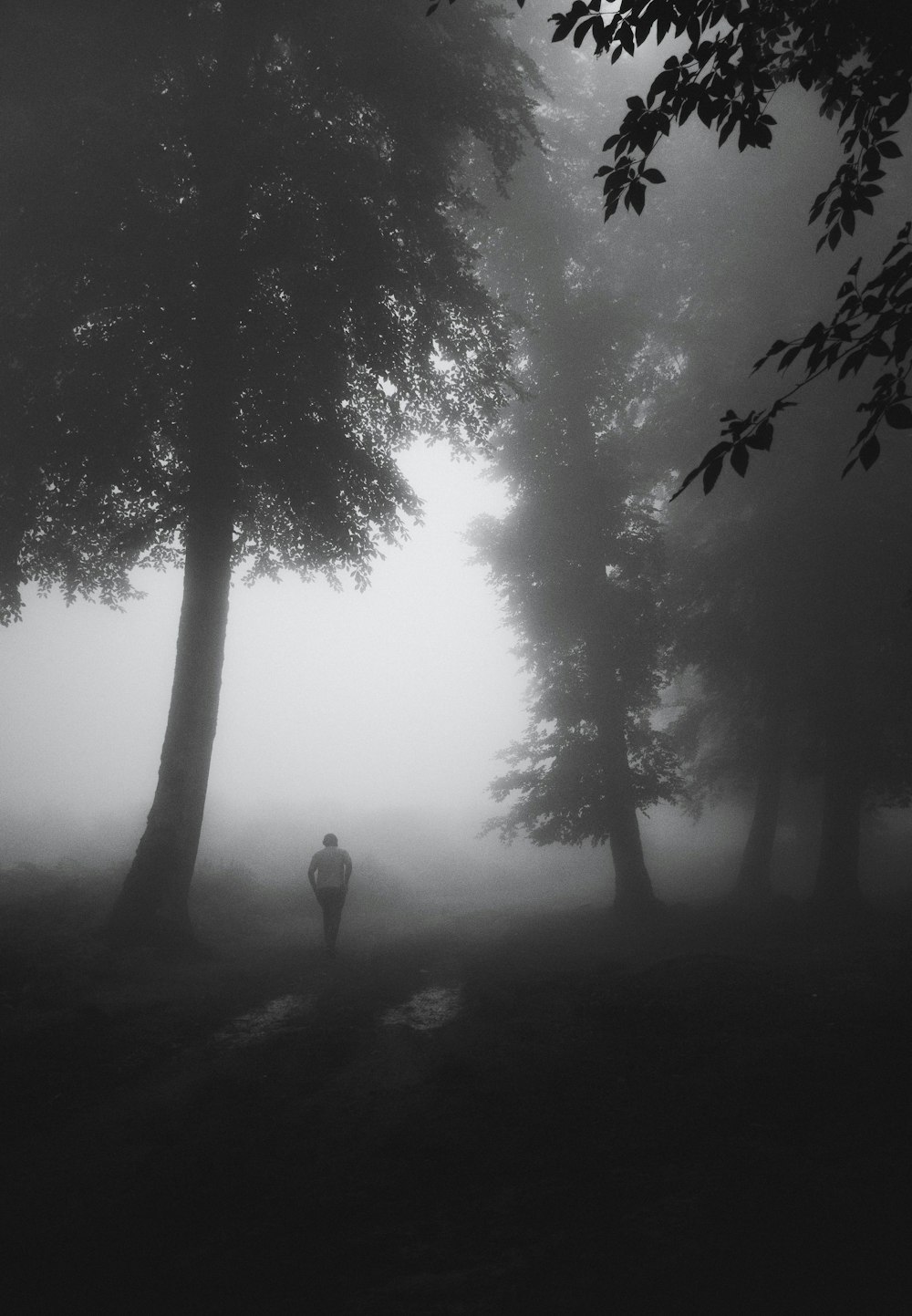 a person walking through a forest on a foggy day