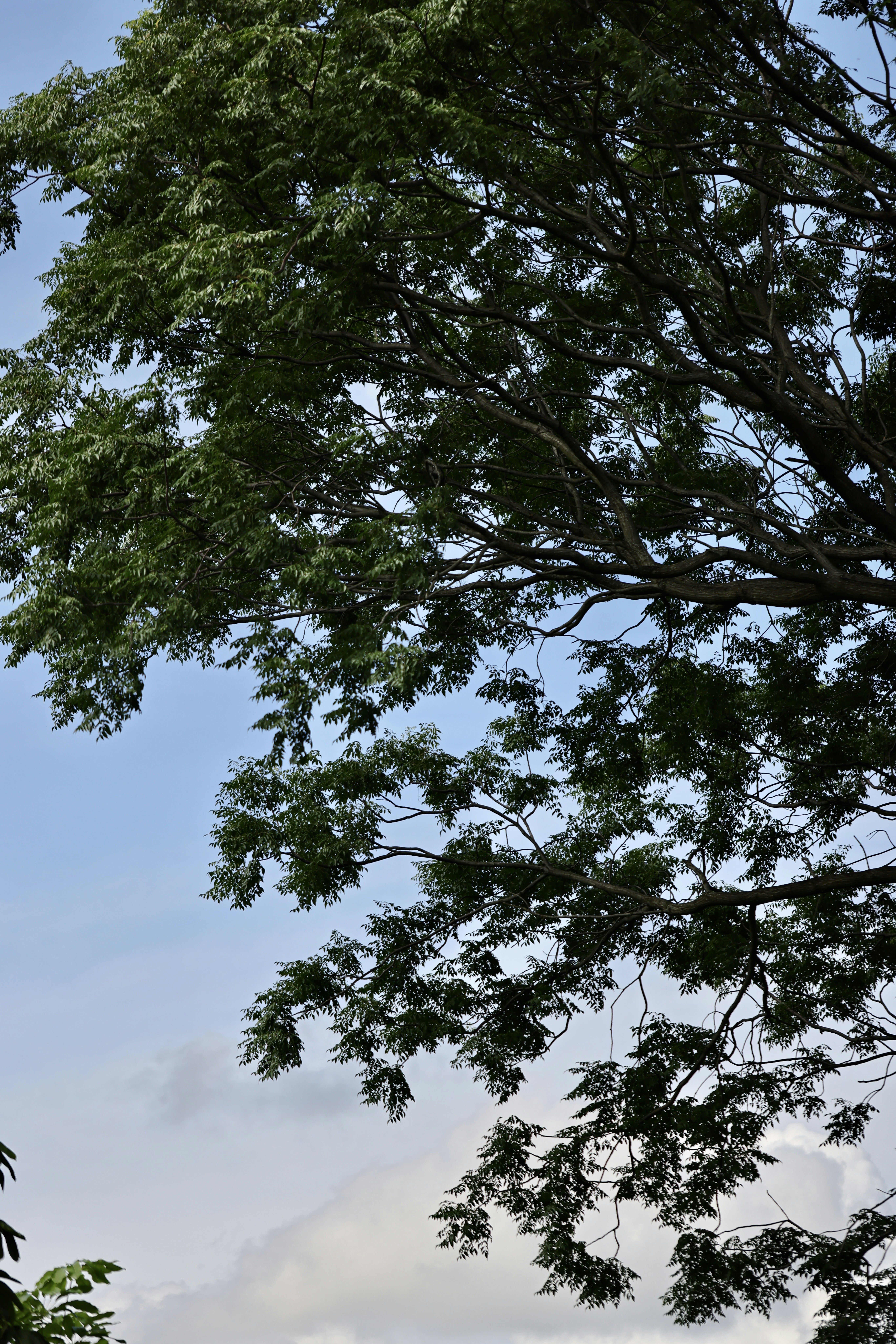 Photo by dickenslin76