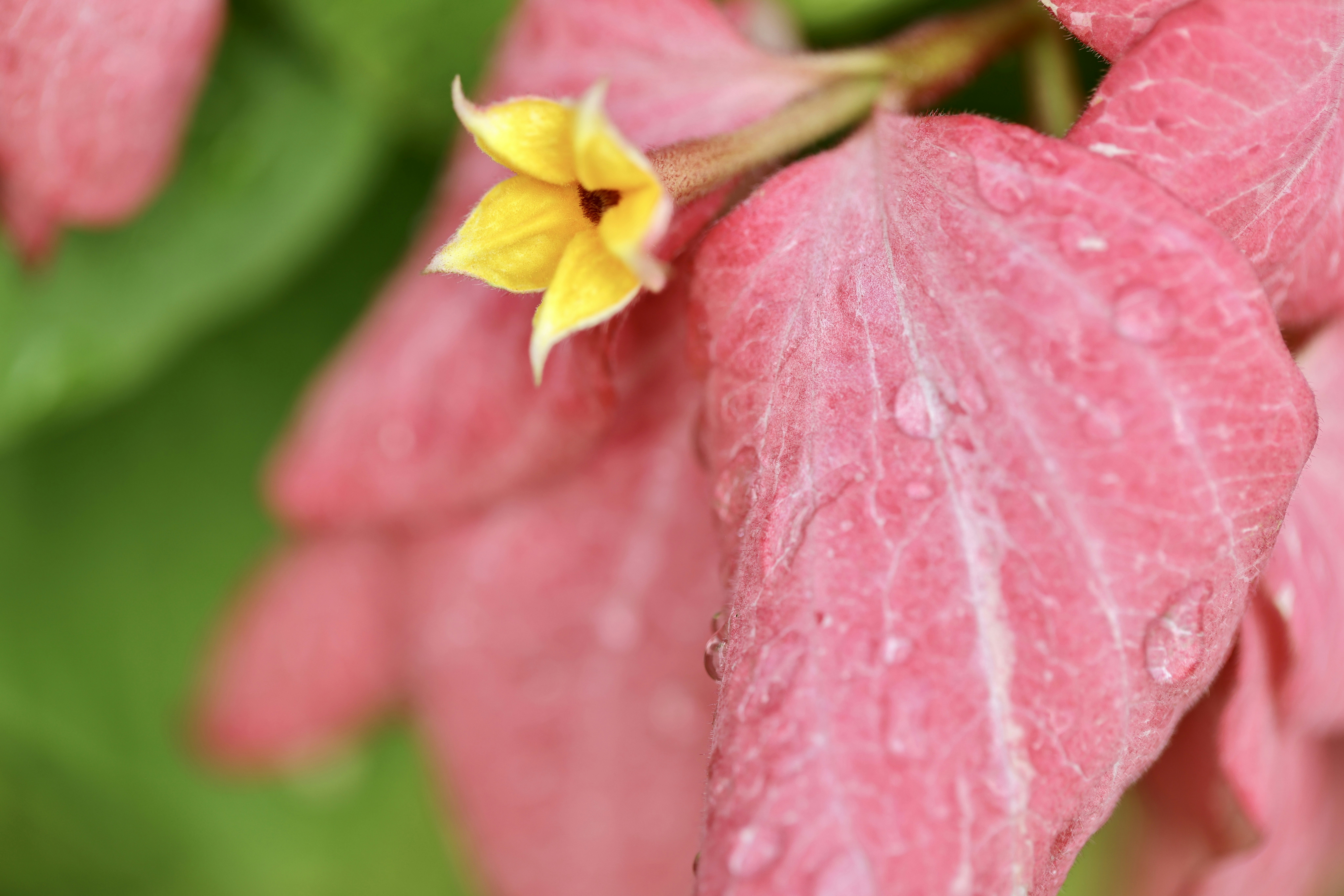 a pink flower with a yellow center surrounded by green leaves