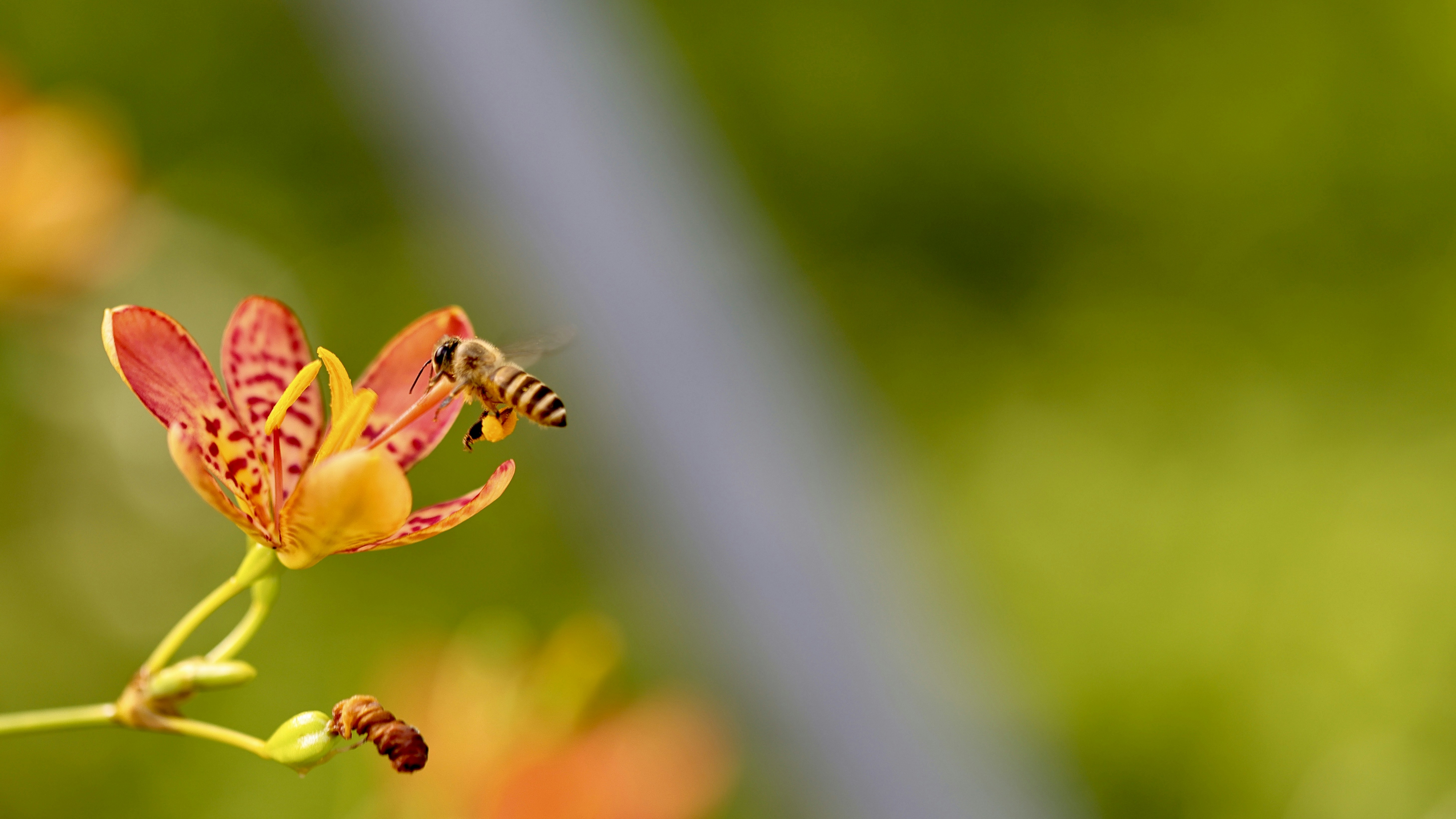 Photo by dickenslin76