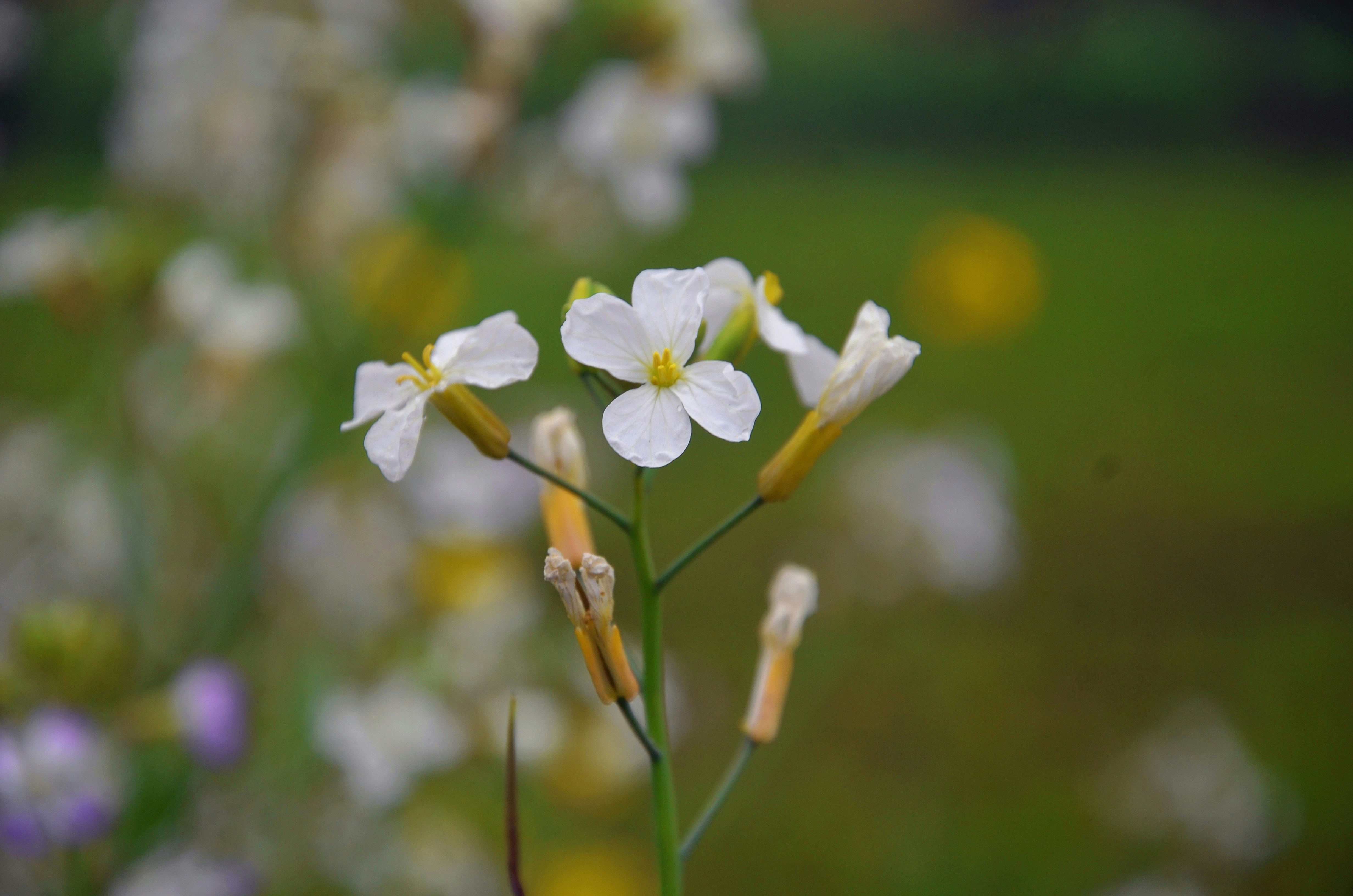 Photo by jamshaid_pro