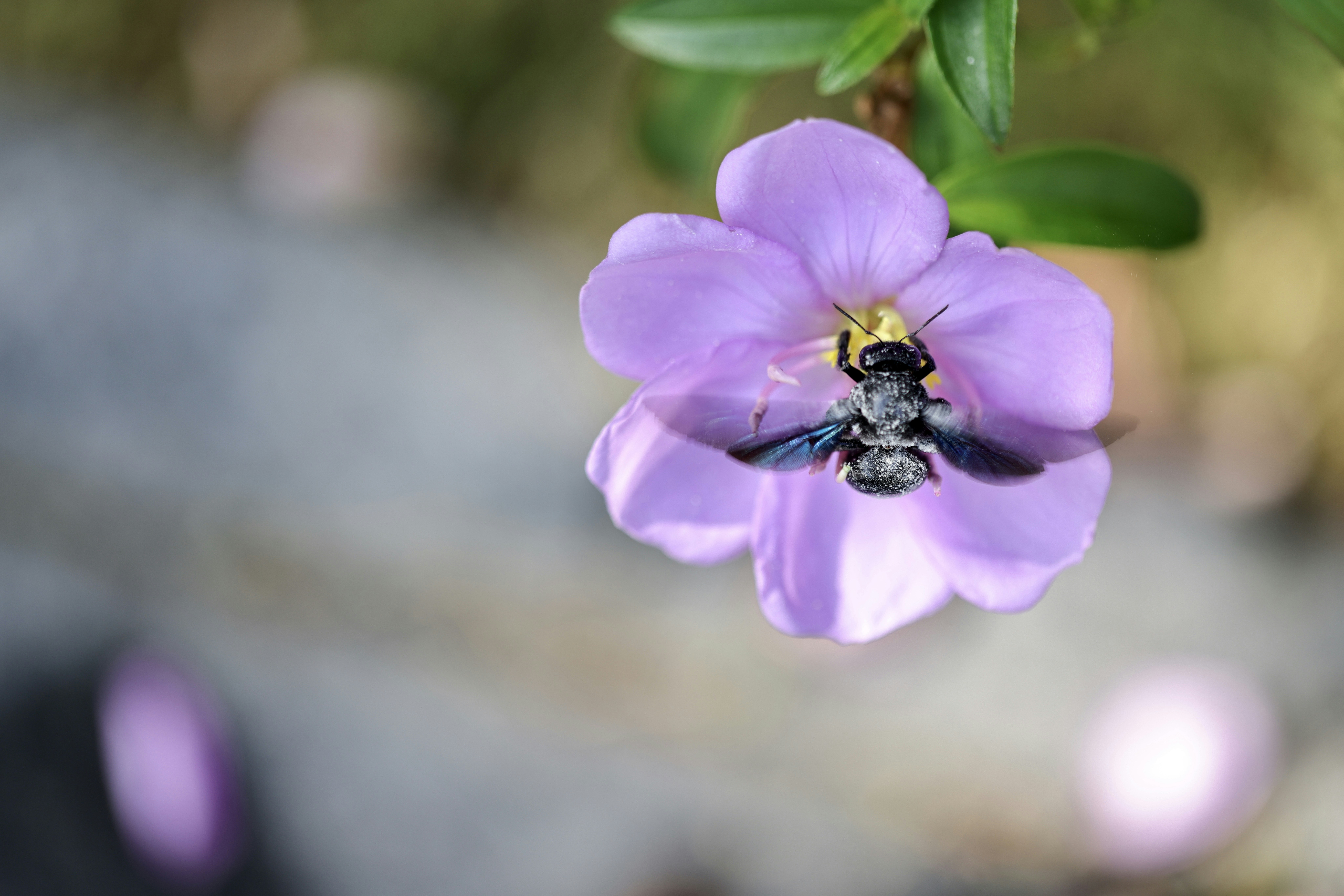 Photo by dickenslin76