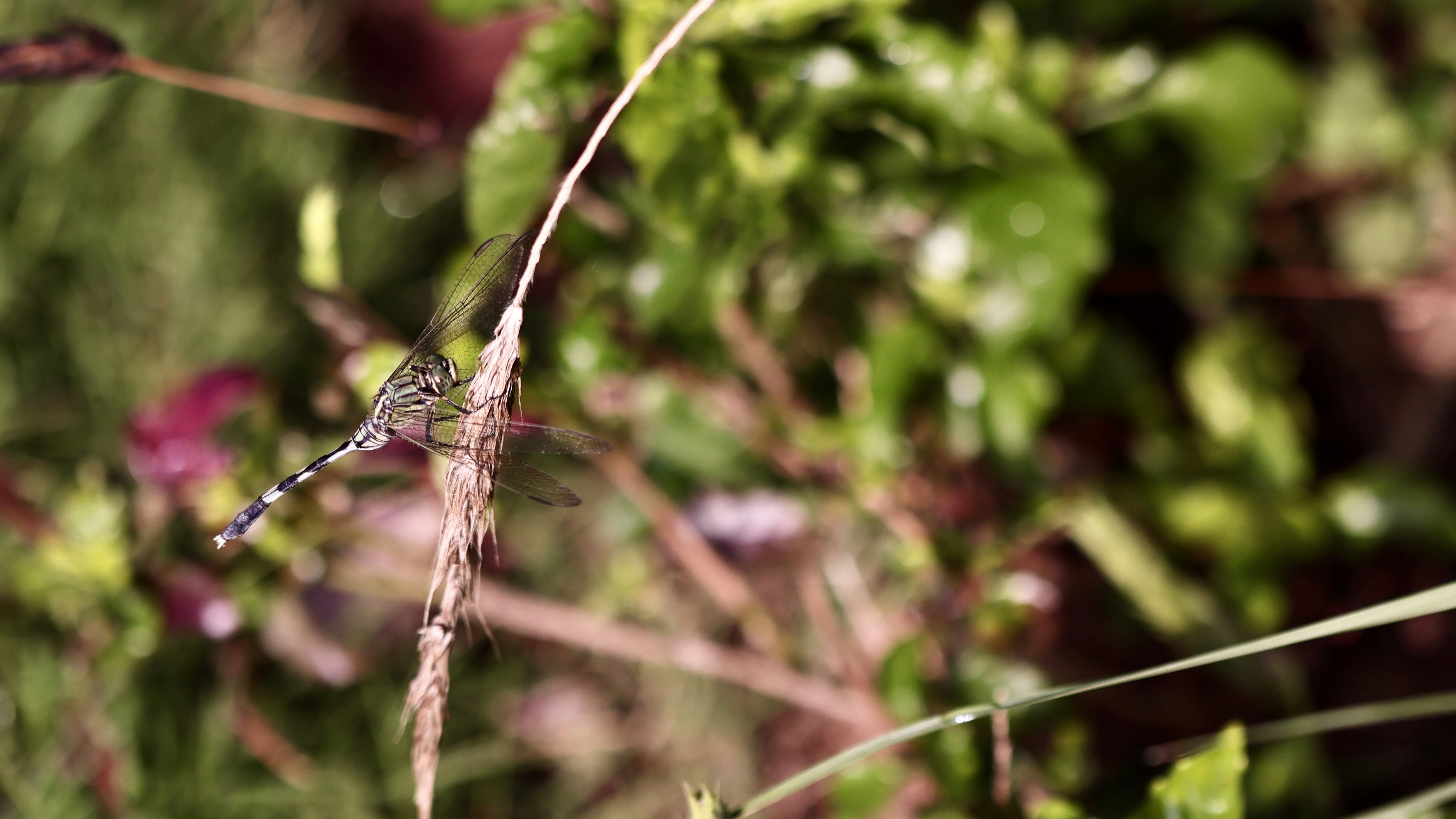 Photo by dickenslin76