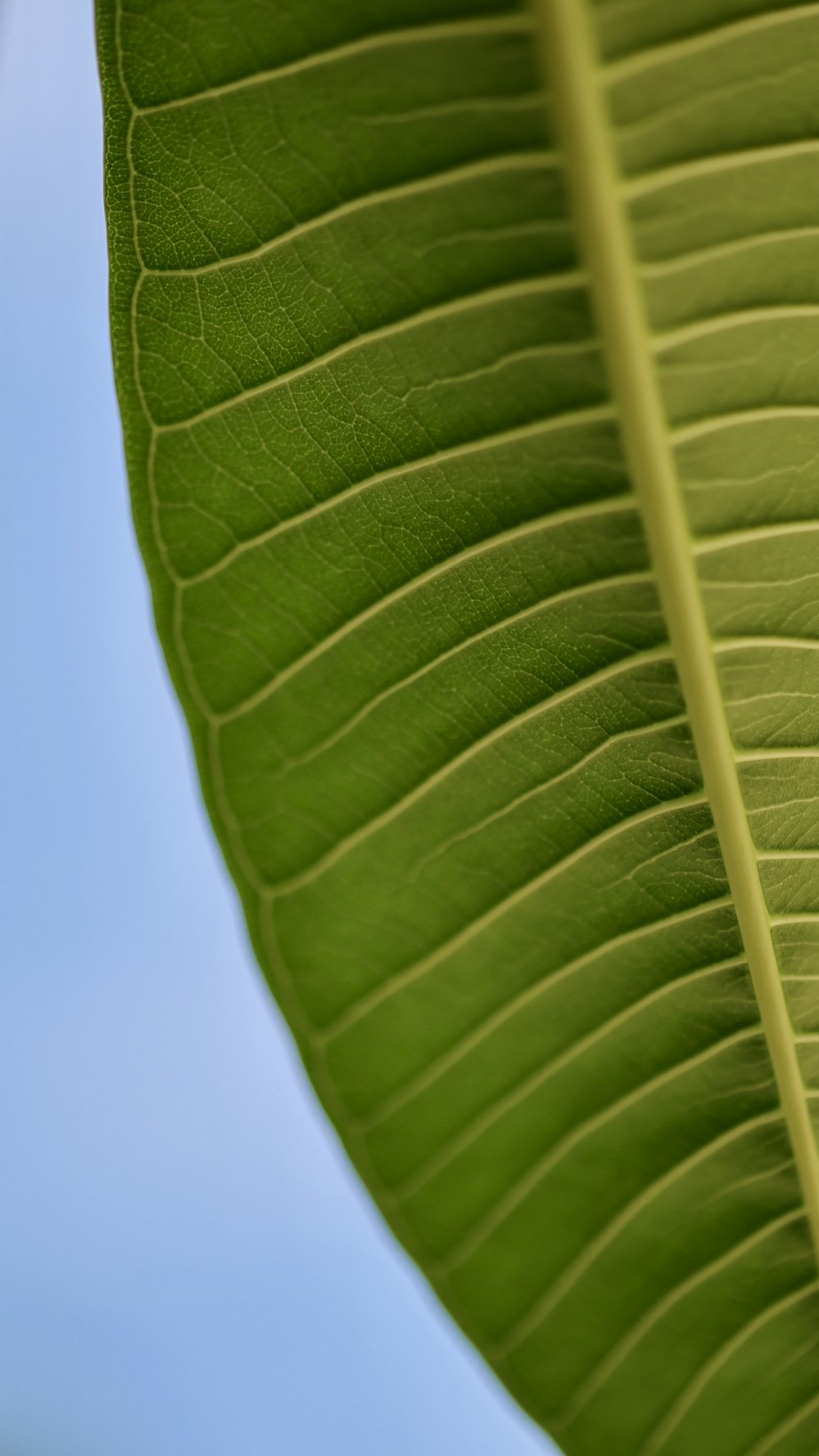 a close up of a large green leaf