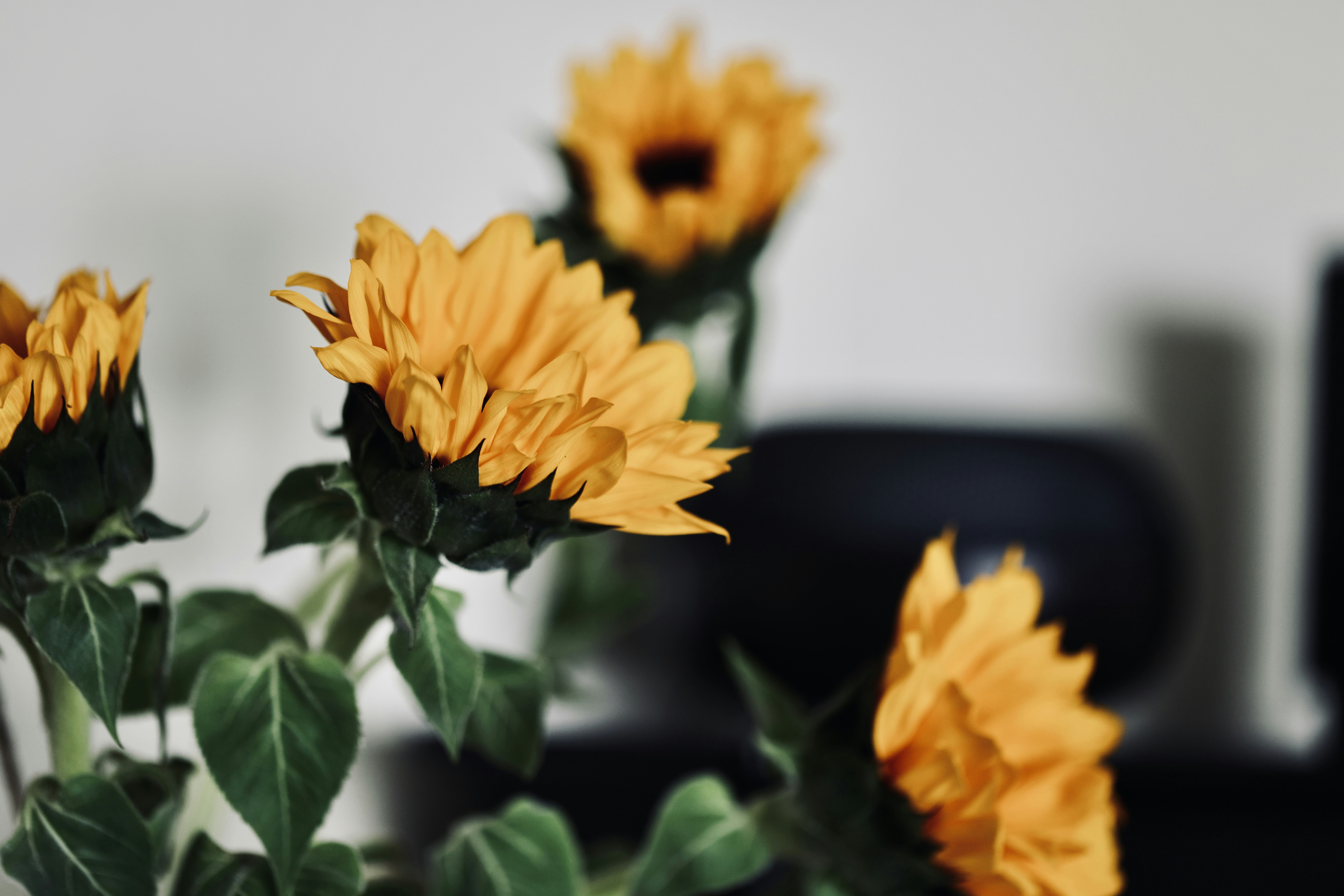 Photo by dickenslin76