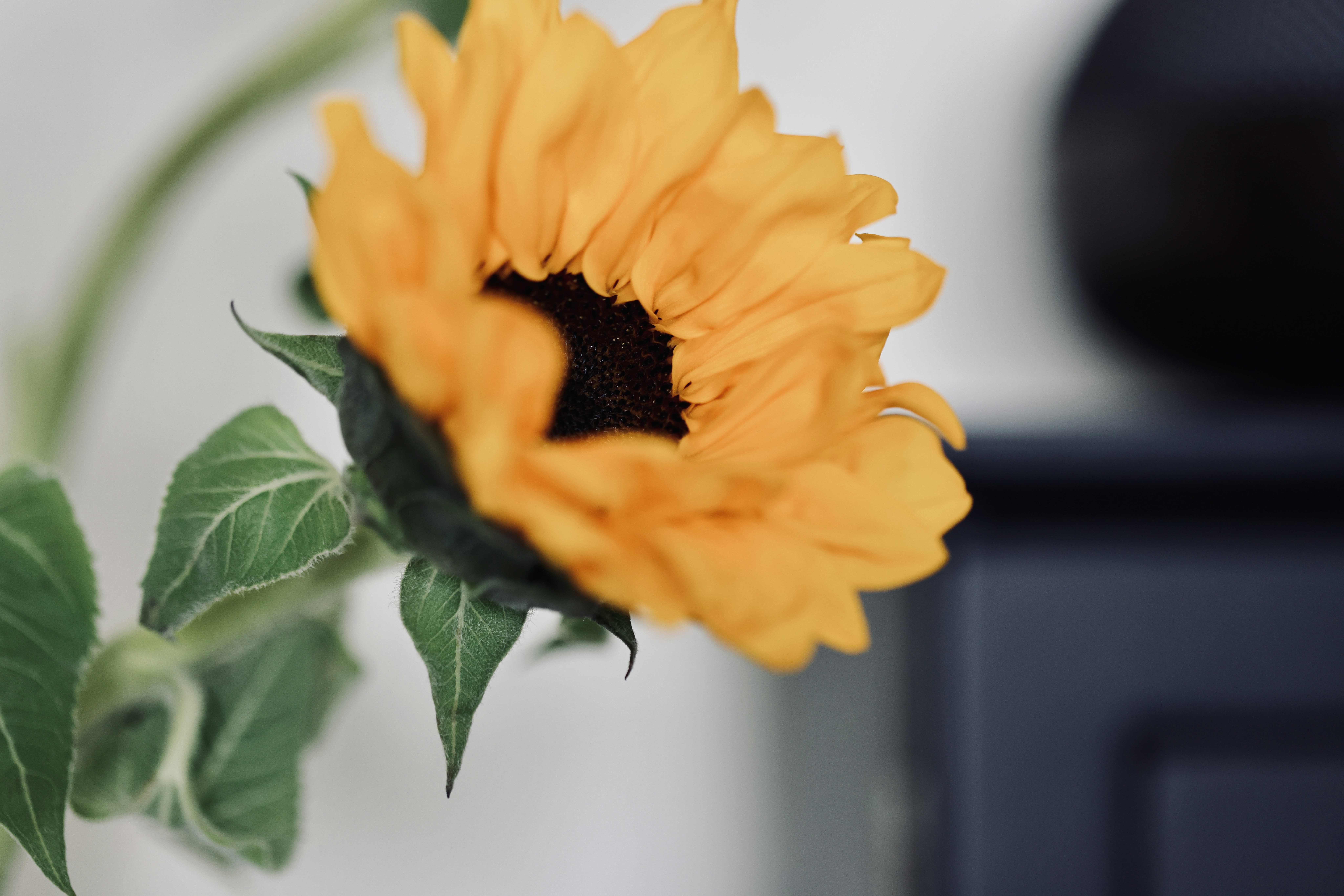 Photo by dickenslin76