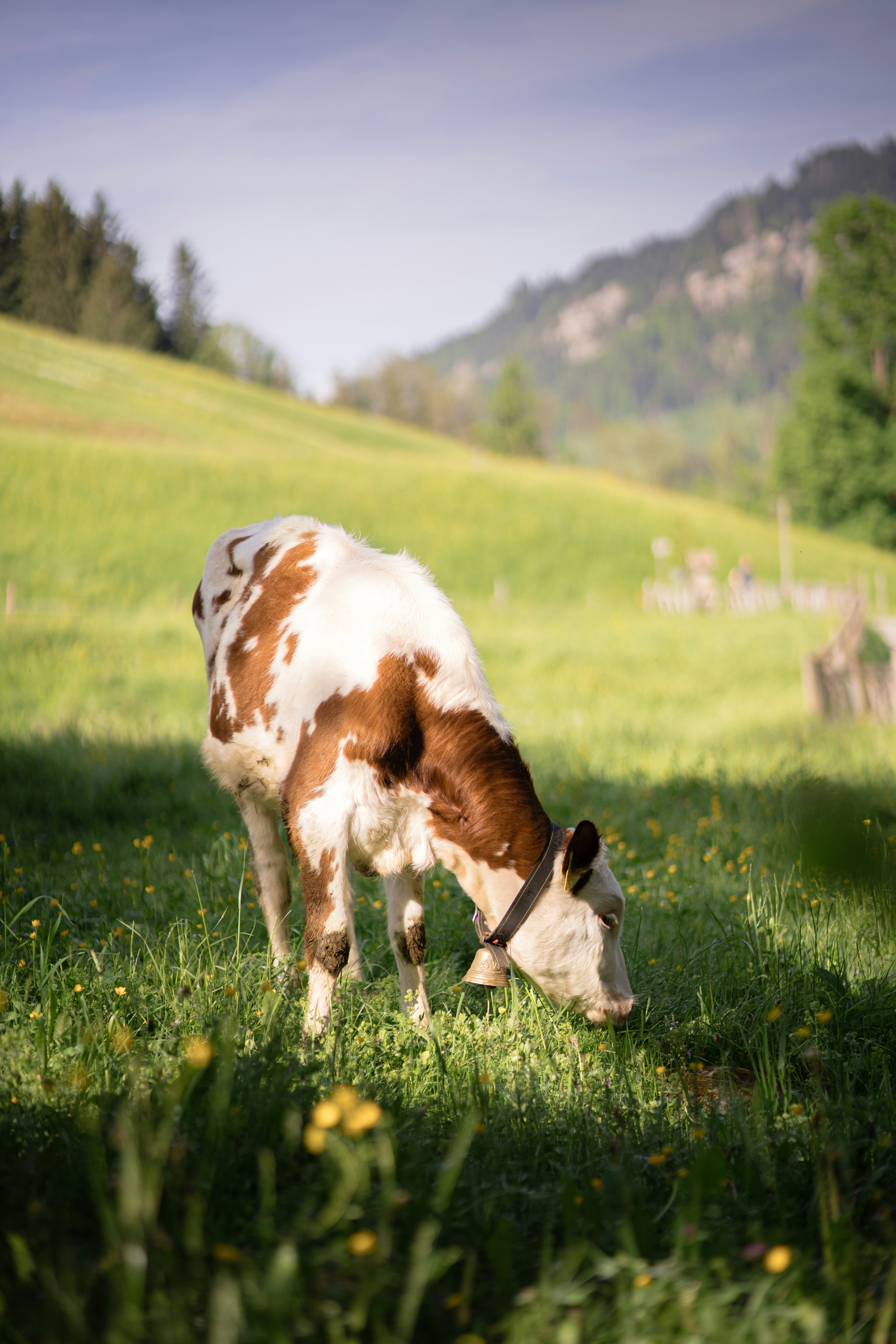 Photo by fabianbetto