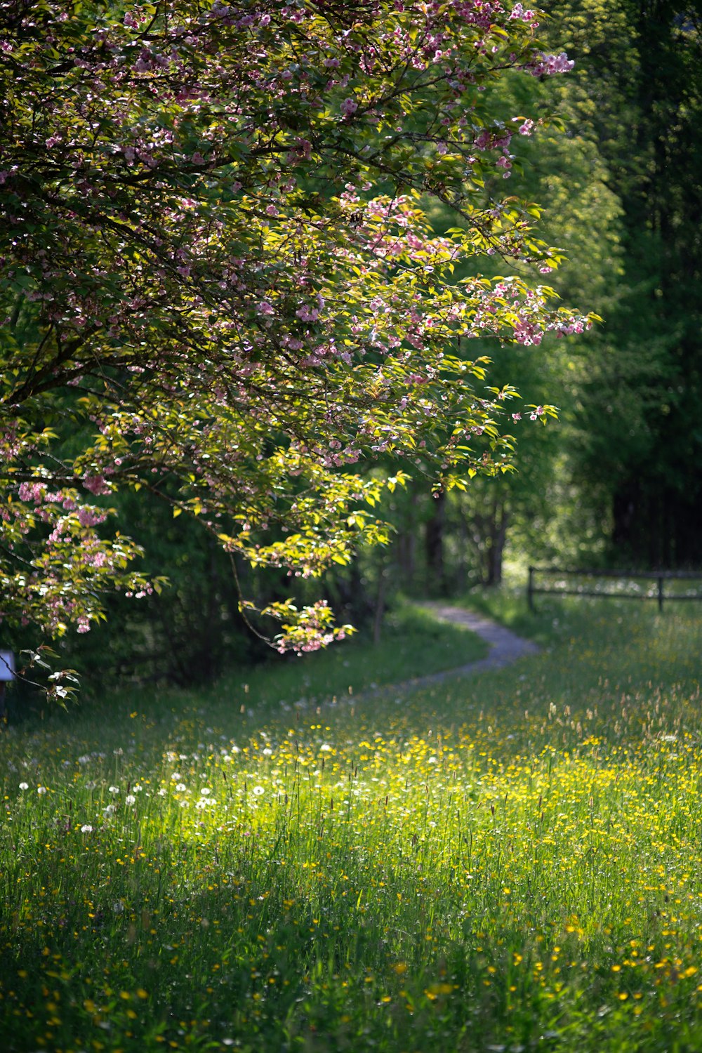 a woman walking down a path through a lush green field