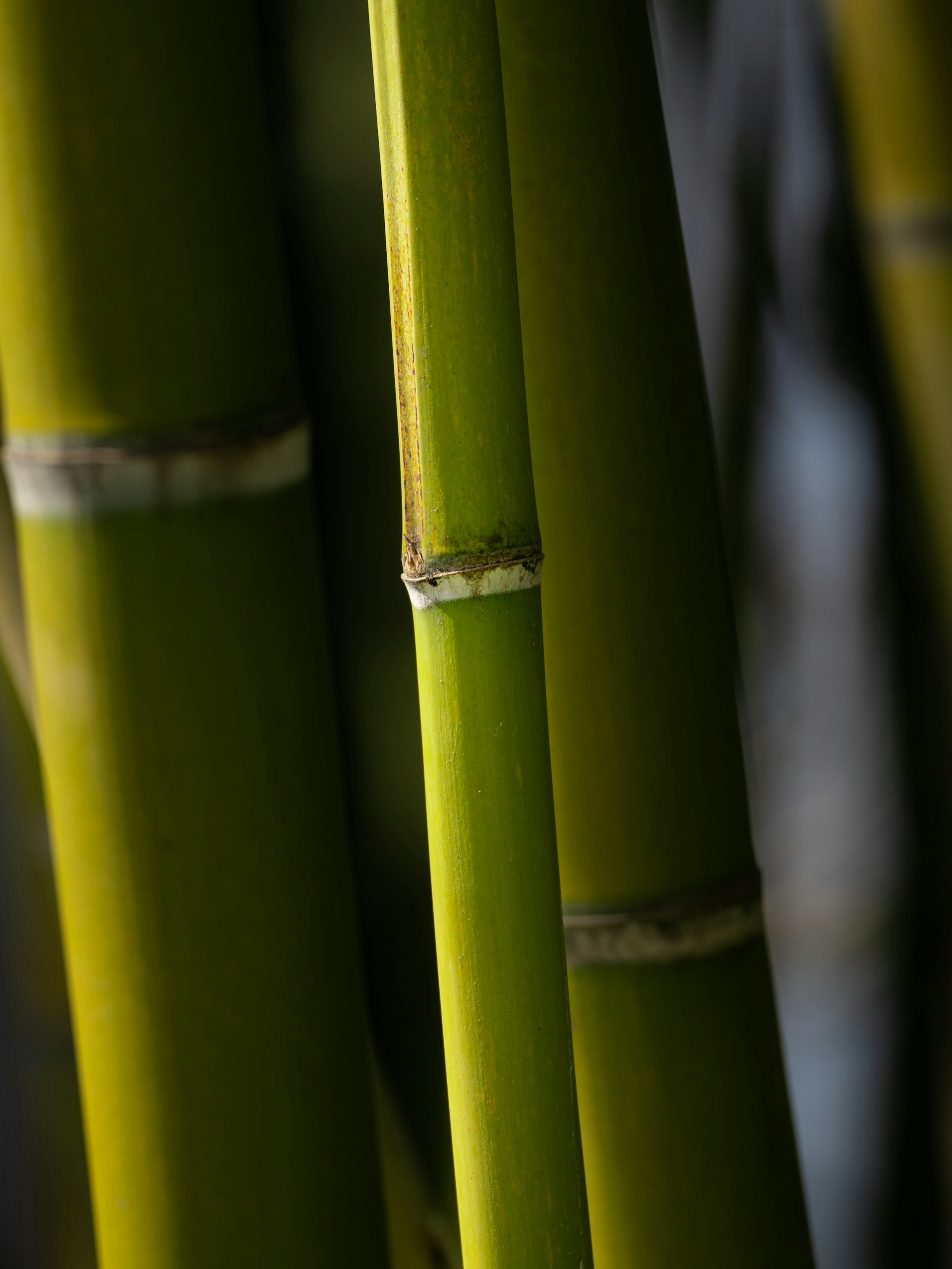 a group of green bamboo sticks with a white stripe