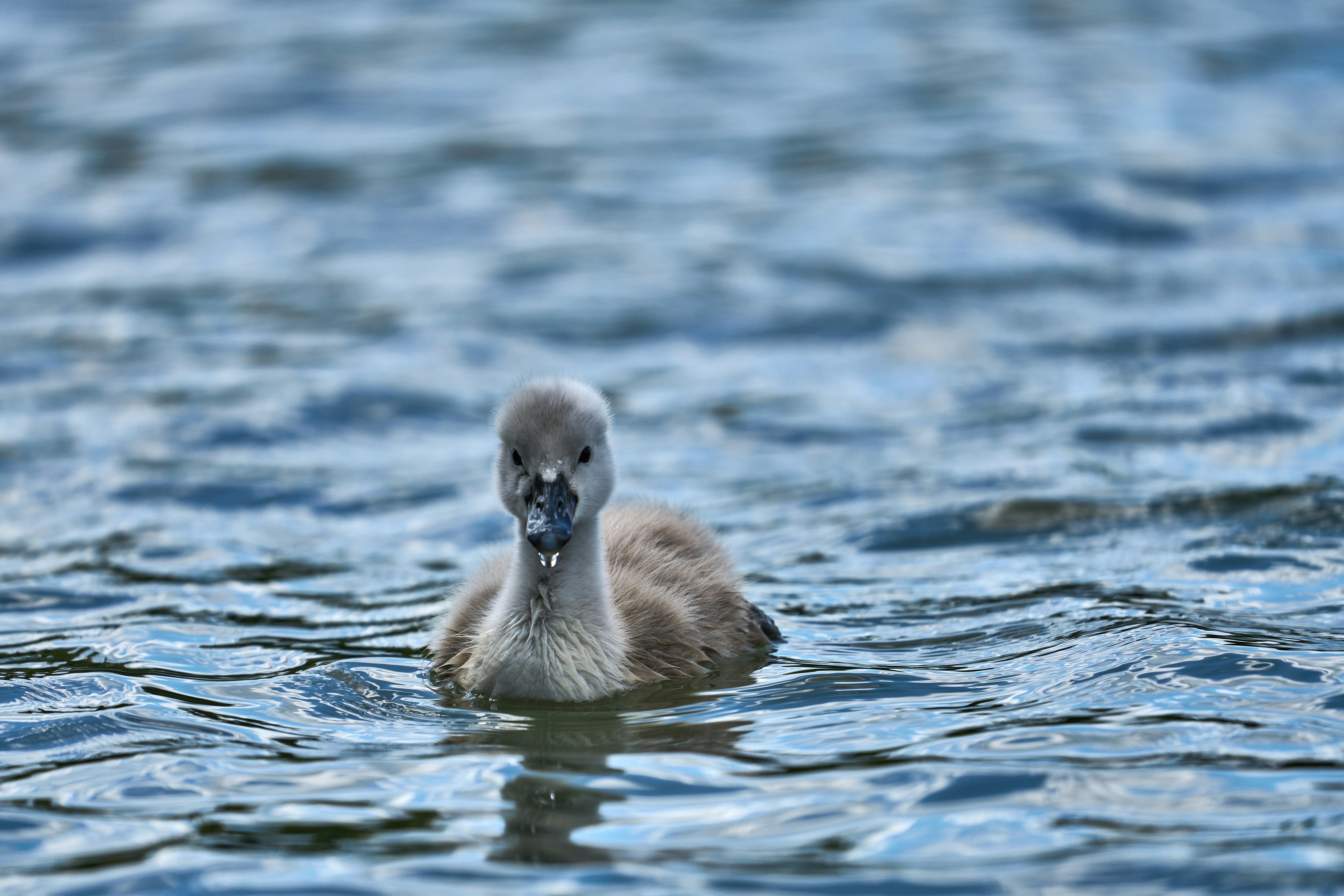 Photo by wolfgang_hasselmann