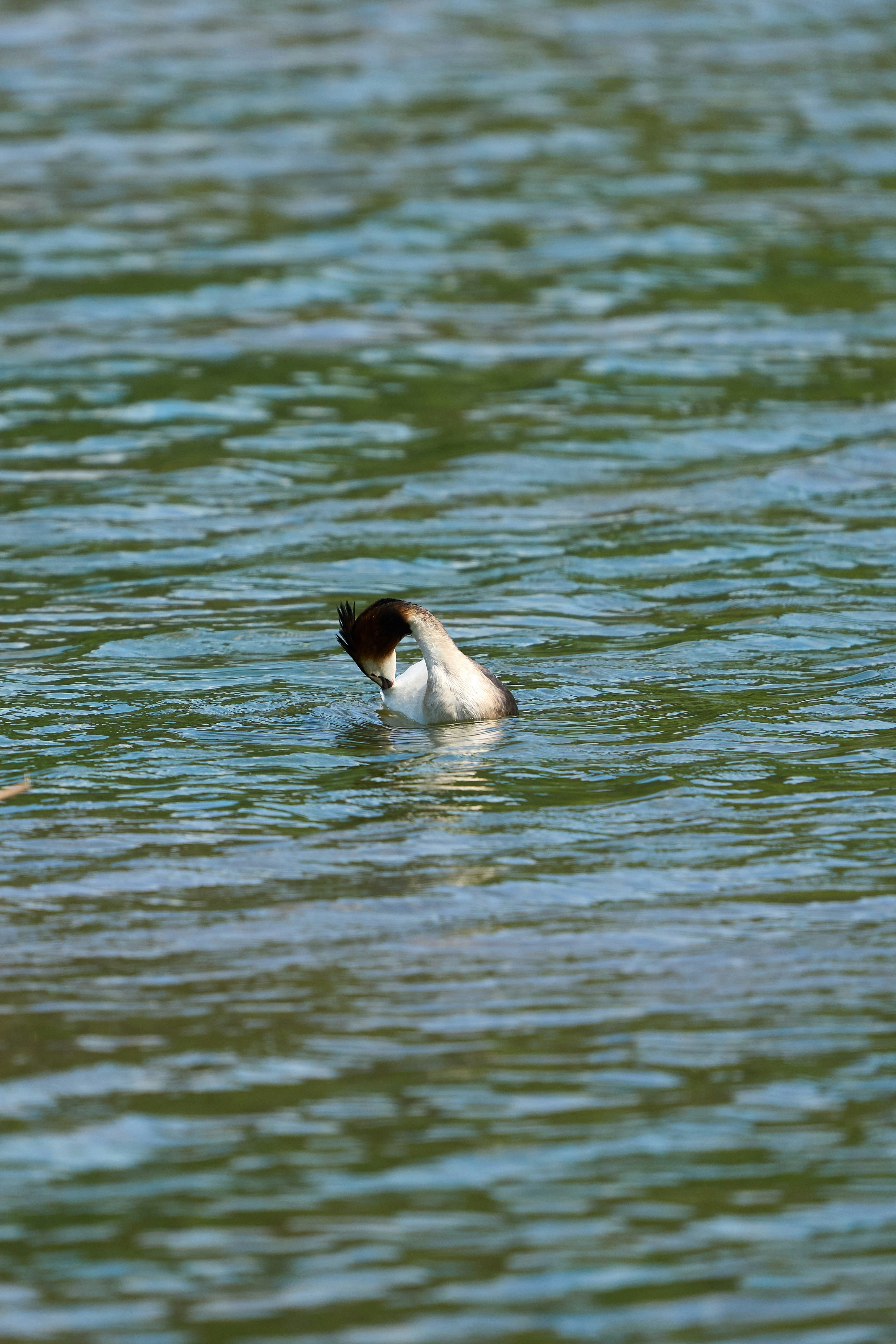 Photo by wolfgang_hasselmann