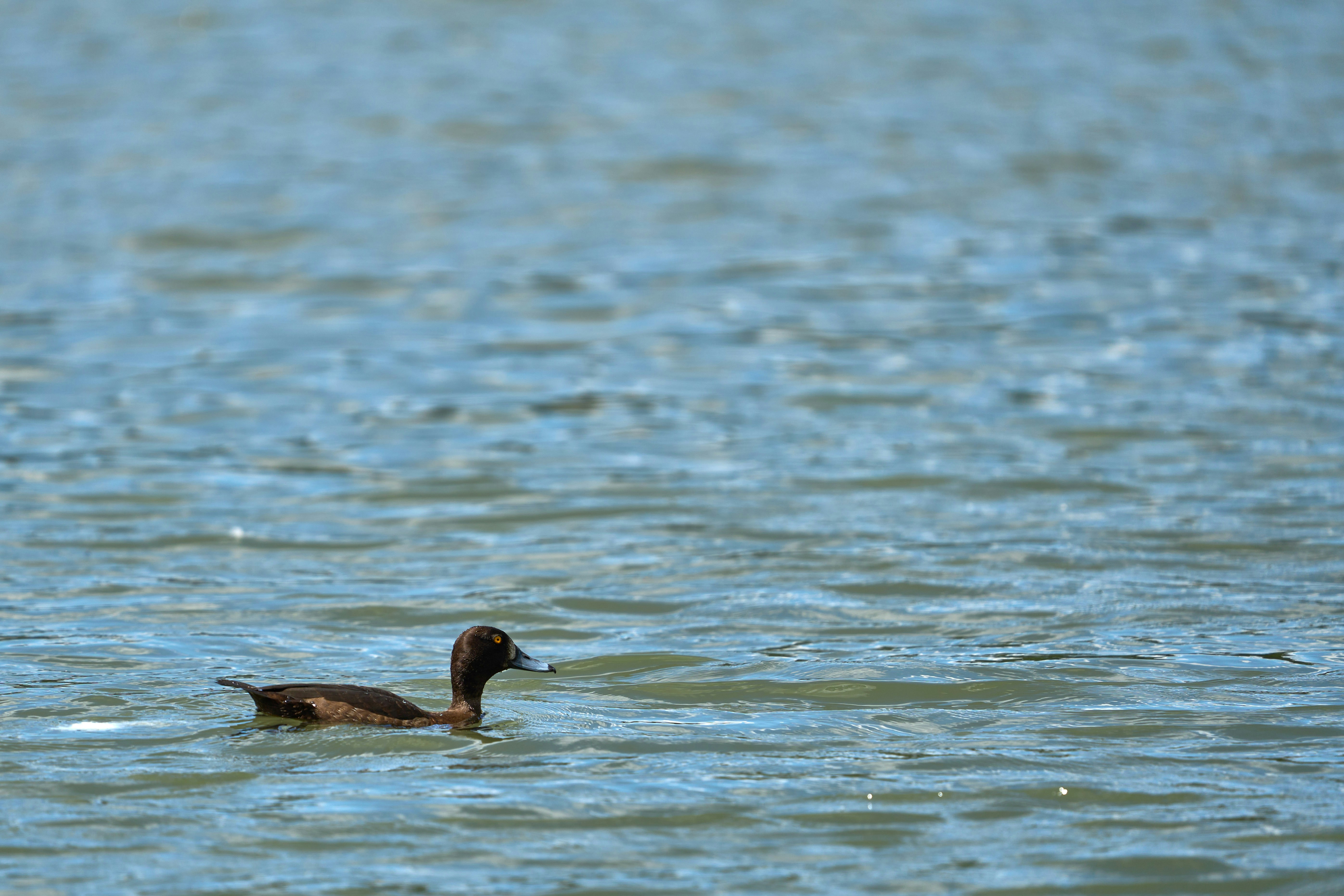 Photo by wolfgang_hasselmann