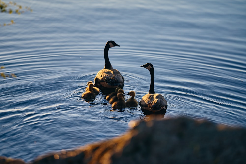 a couple of ducks are swimming in the water