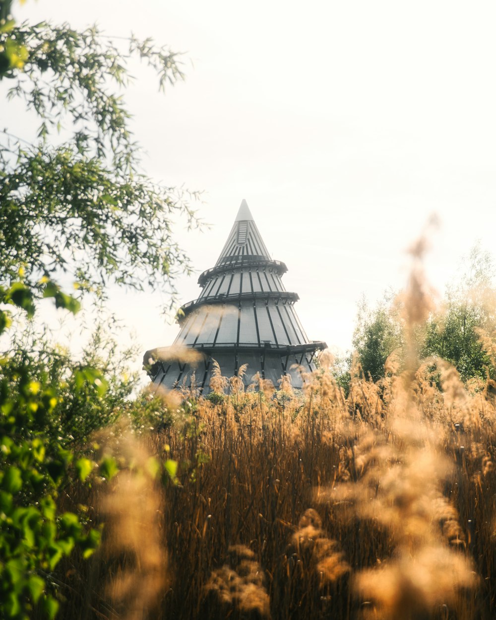 a view of a building through some tall grass