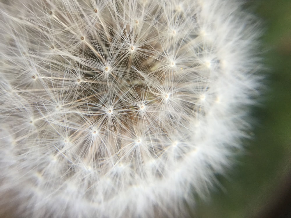 a close up of a dandelion with lots of seeds