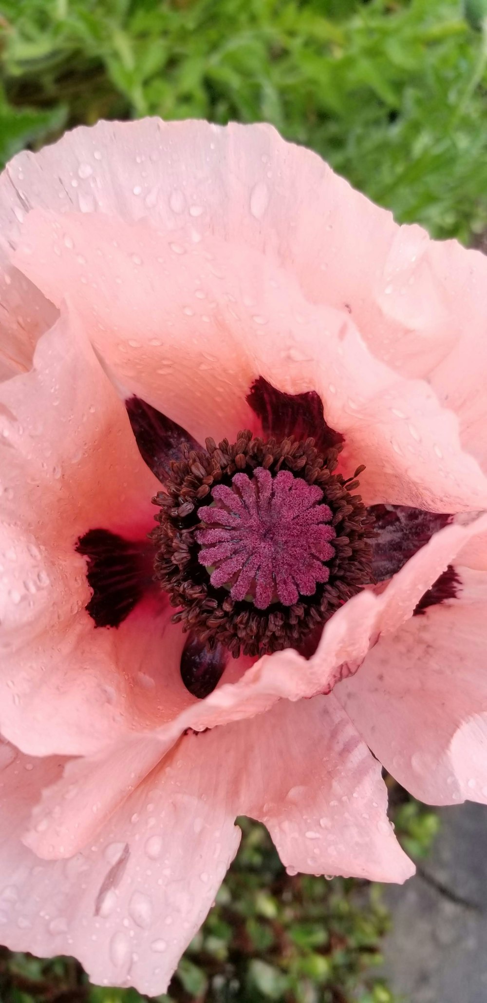 a close up of a pink flower with water droplets on it