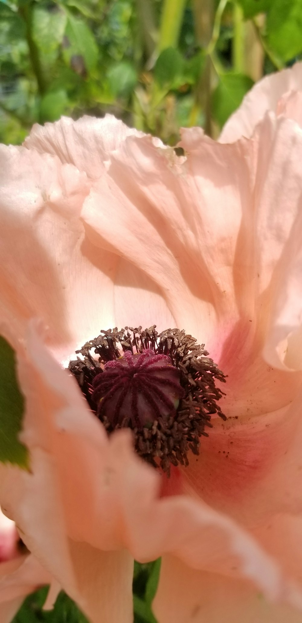 a close up of a pink flower with green leaves