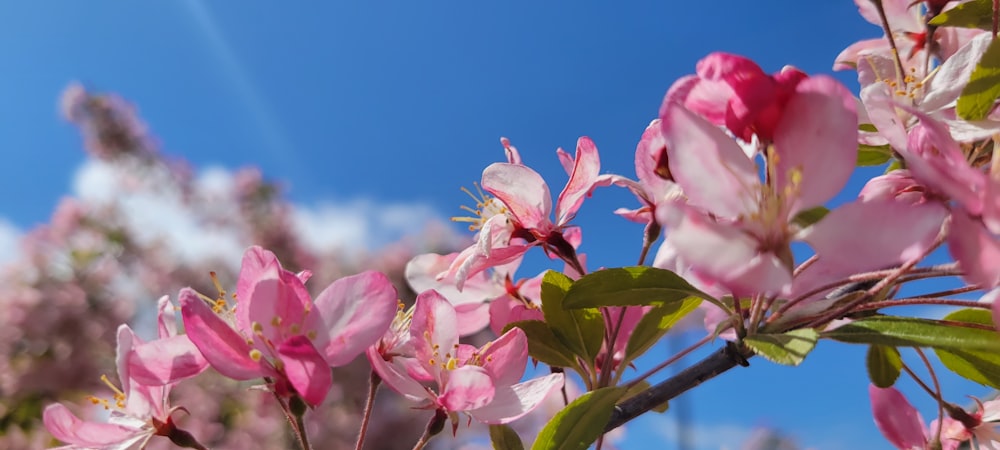 Eine Nahaufnahme von rosa Blumen auf einem Baum