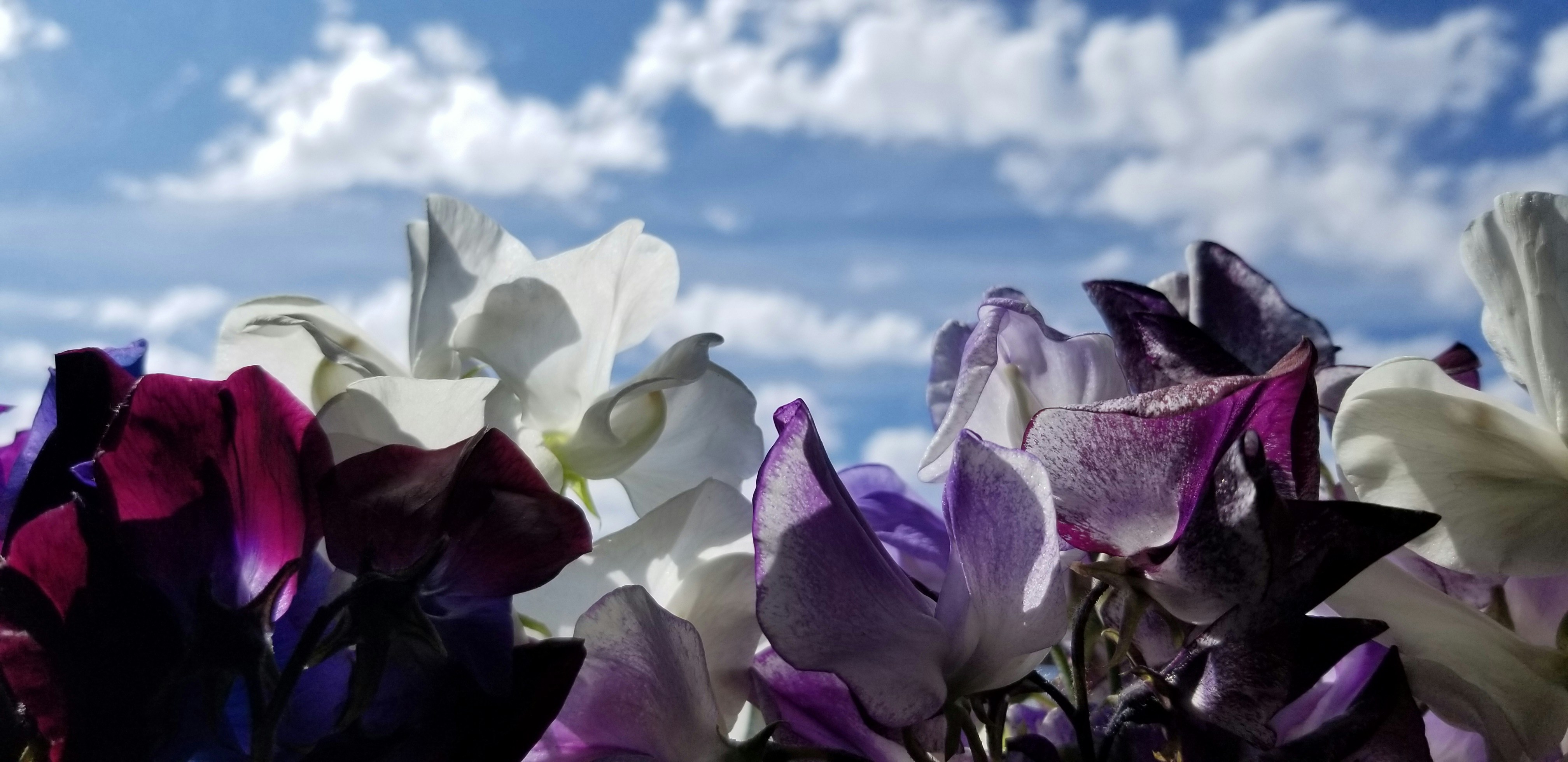 Choose from a curated selection of spring photos. Always free on Unsplash.