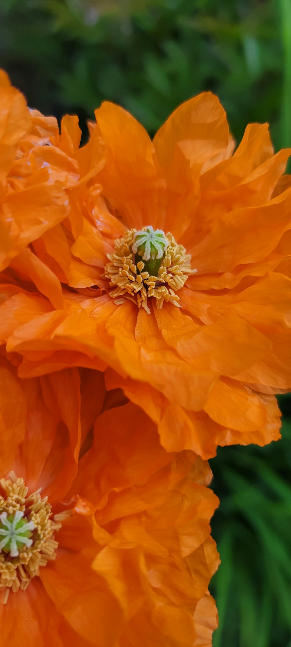 a close up of two orange flowers in a garden