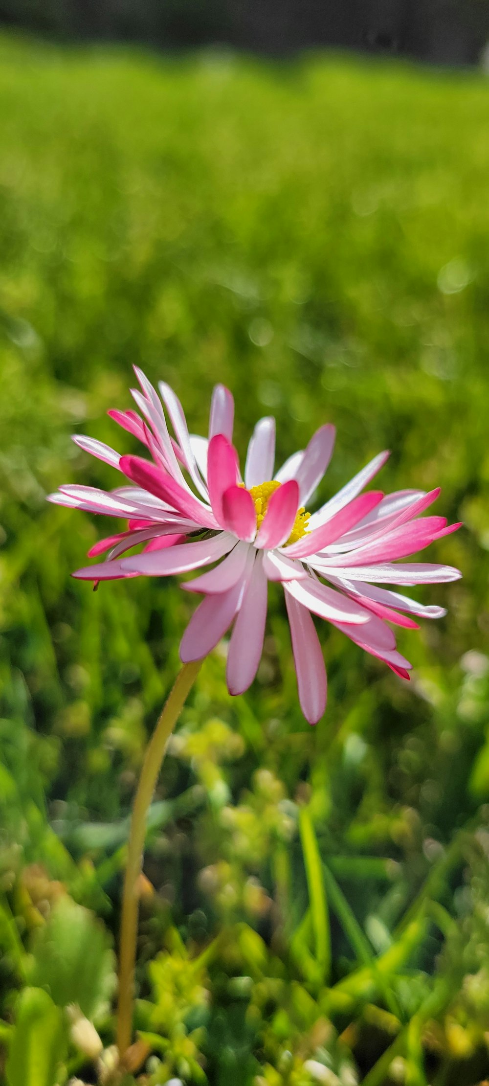 a pink and white flower in a grassy field