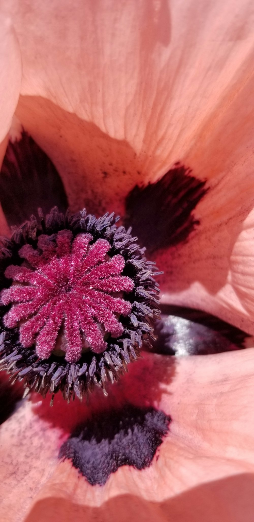 a close up of a pink flower with a black center