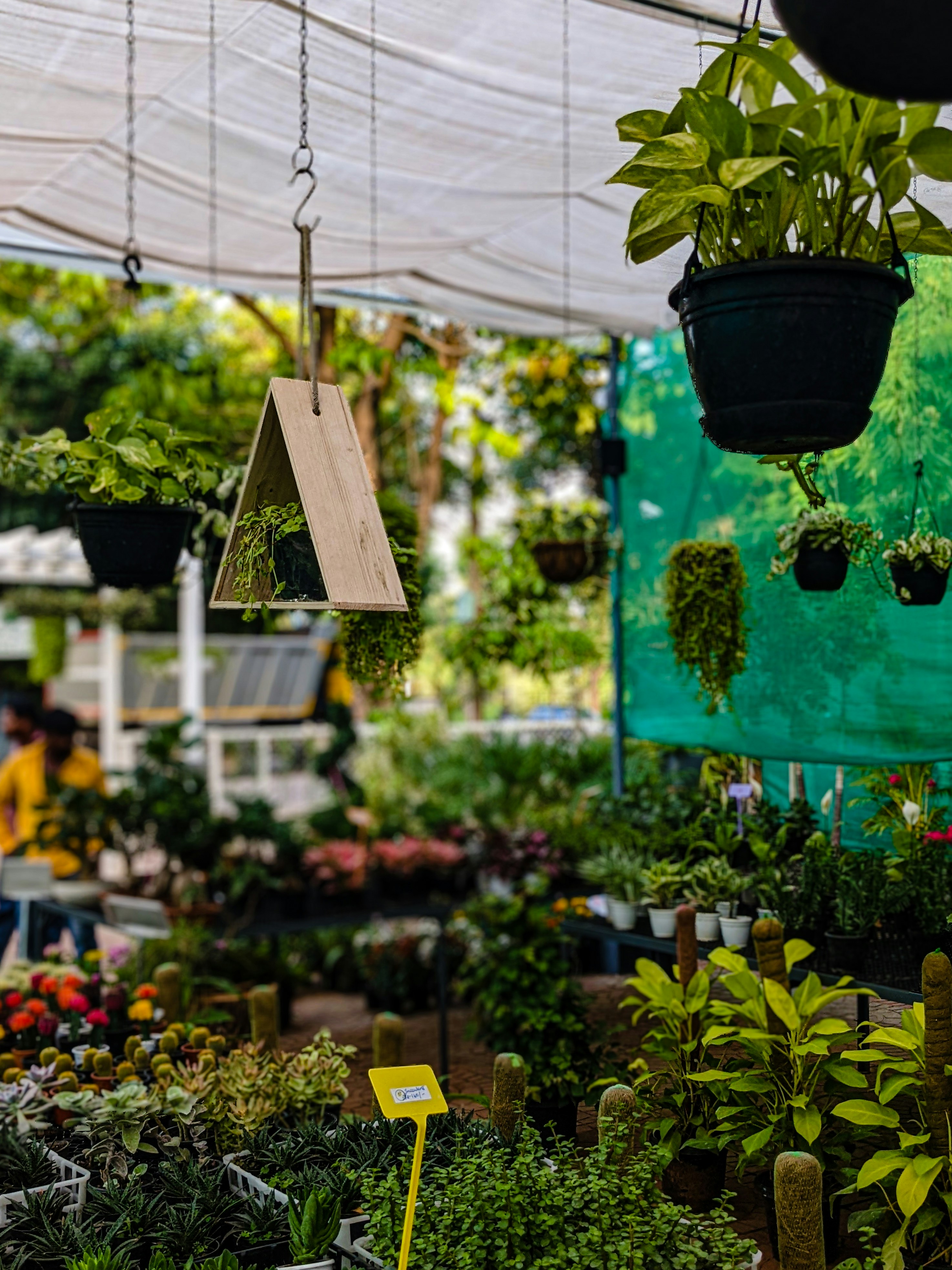 a bunch of plants that are hanging from a ceiling
