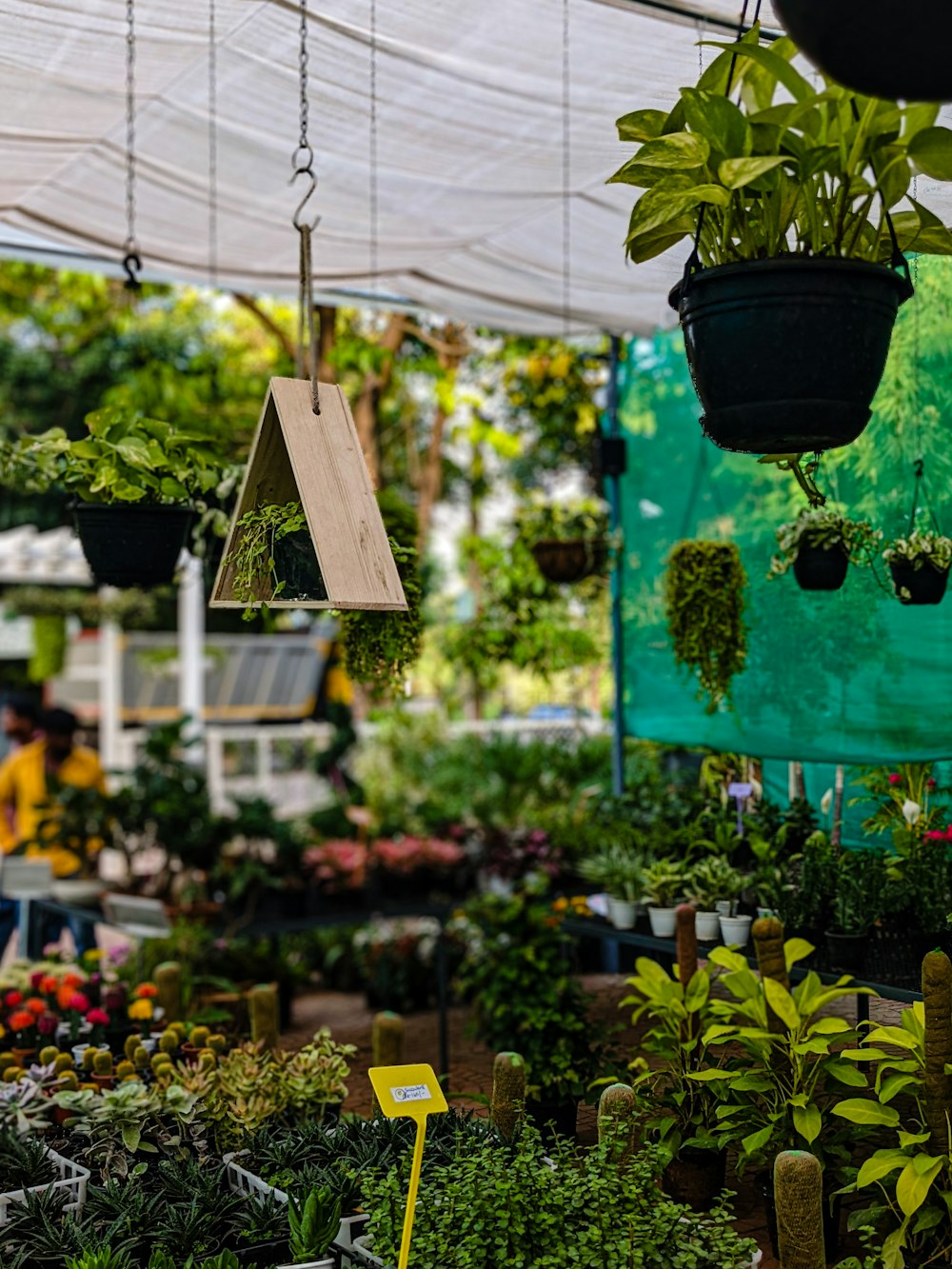 a bunch of plants that are hanging from a ceiling