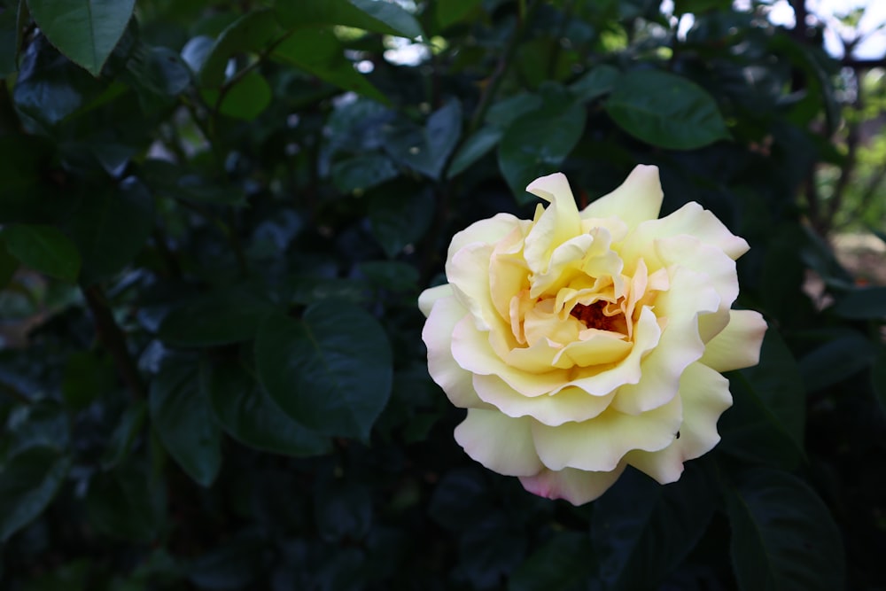 a yellow rose with green leaves in the background