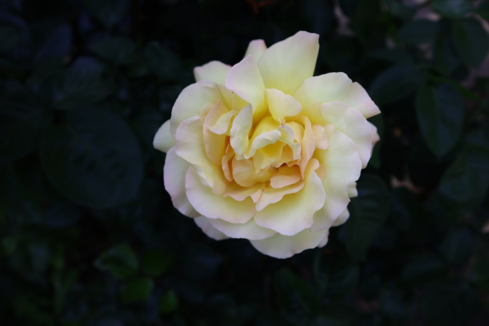 a yellow rose is blooming in the garden