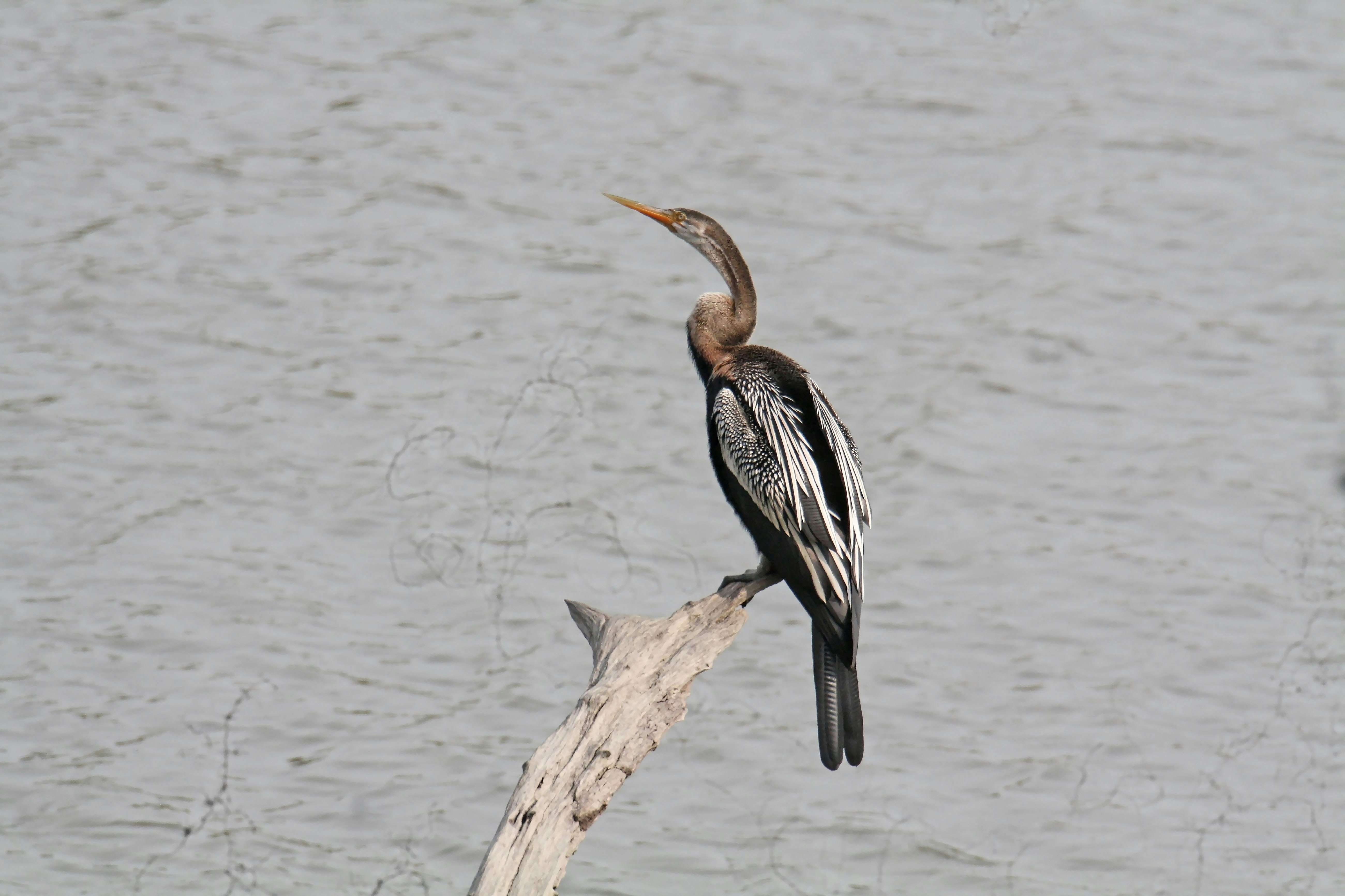 Photo by sylvester_123