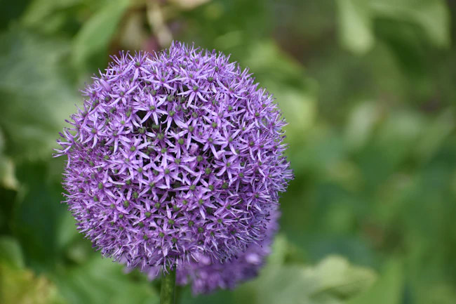 A spherical purple allium flower in full bloom