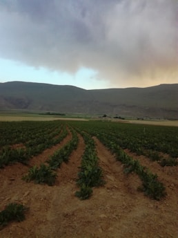 A vast agricultural field extends into the distance with rows of green plants growing in neatly arranged lines. The field is surrounded by rolling hills under a cloudy sky that transitions from dark grey to hints of blue and orange near the horizon.