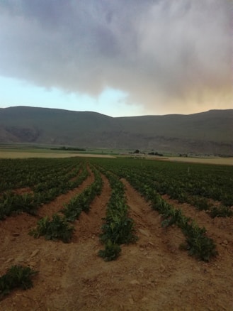 A vast agricultural field extends into the distance with rows of green plants growing in neatly arranged lines. The field is surrounded by rolling hills under a cloudy sky that transitions from dark grey to hints of blue and orange near the horizon.