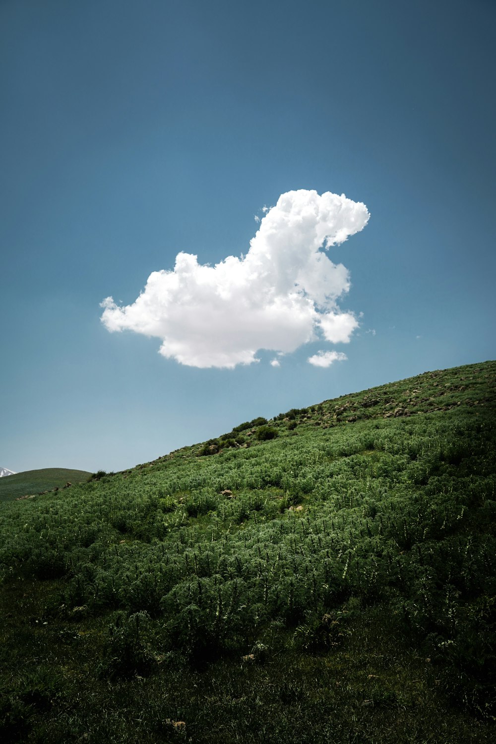 a lone cloud is in the sky above a grassy hill