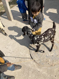 Children happily caring for goats and chickens on a sunny mini farm.