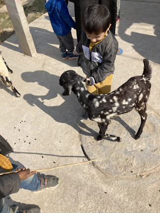 Children gently feeding goats in a sunny pasture at the mini farm.