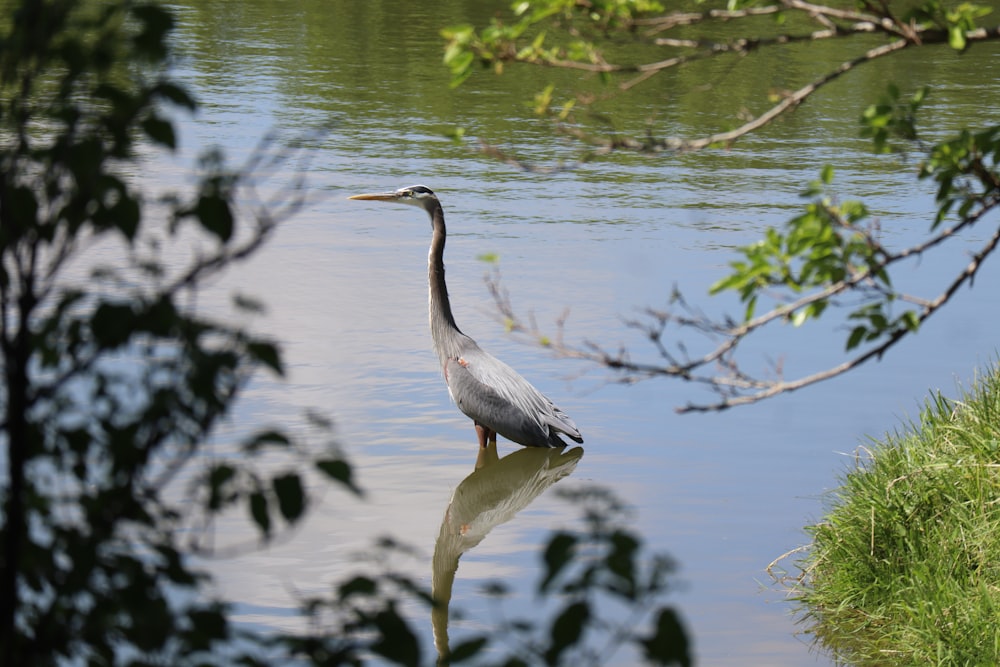 a bird is standing in the water near the shore