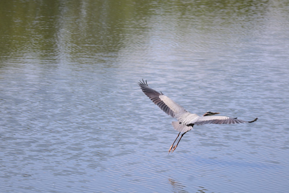 a large bird flying over a body of water