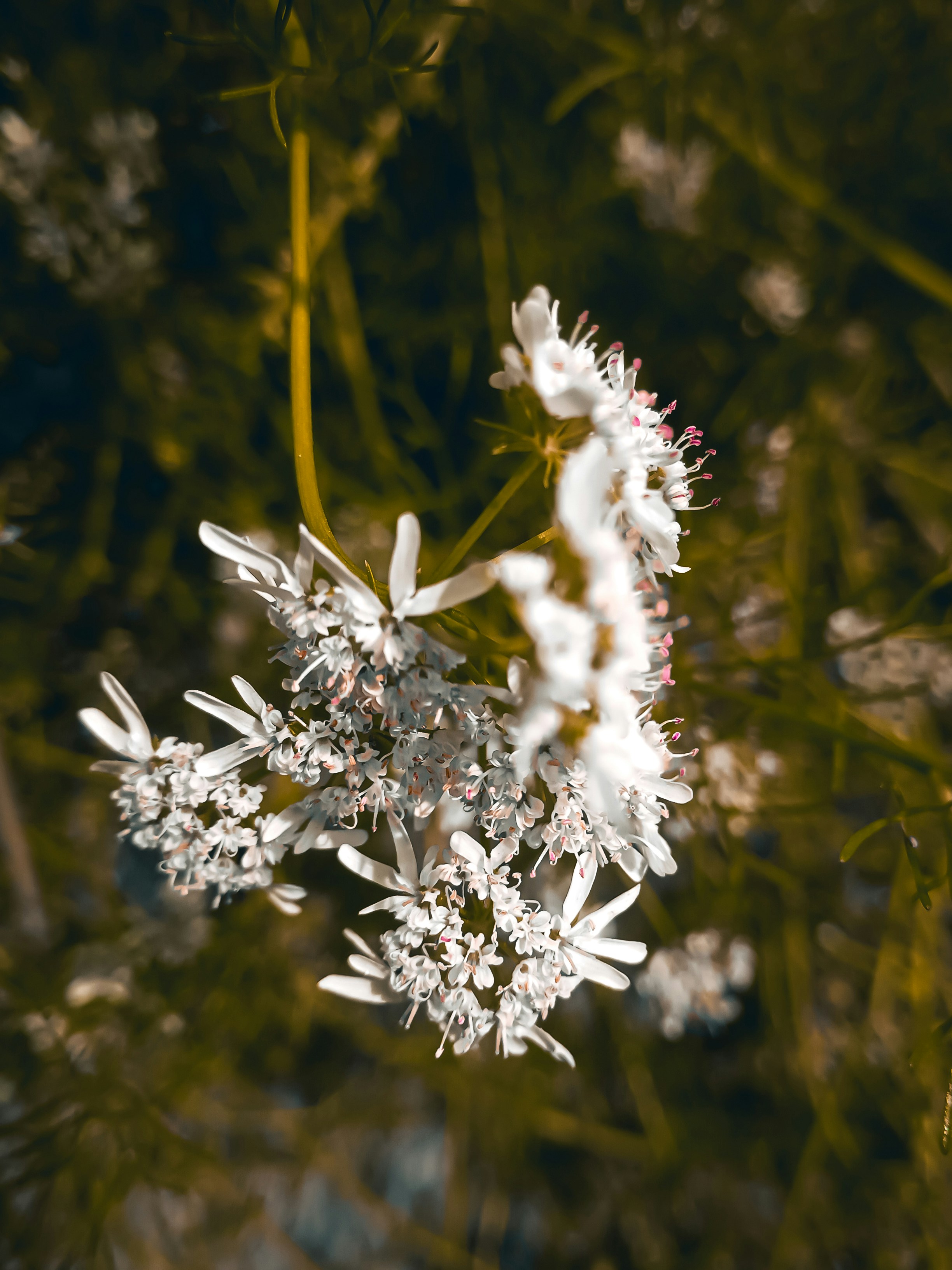 Photo by pawanksath