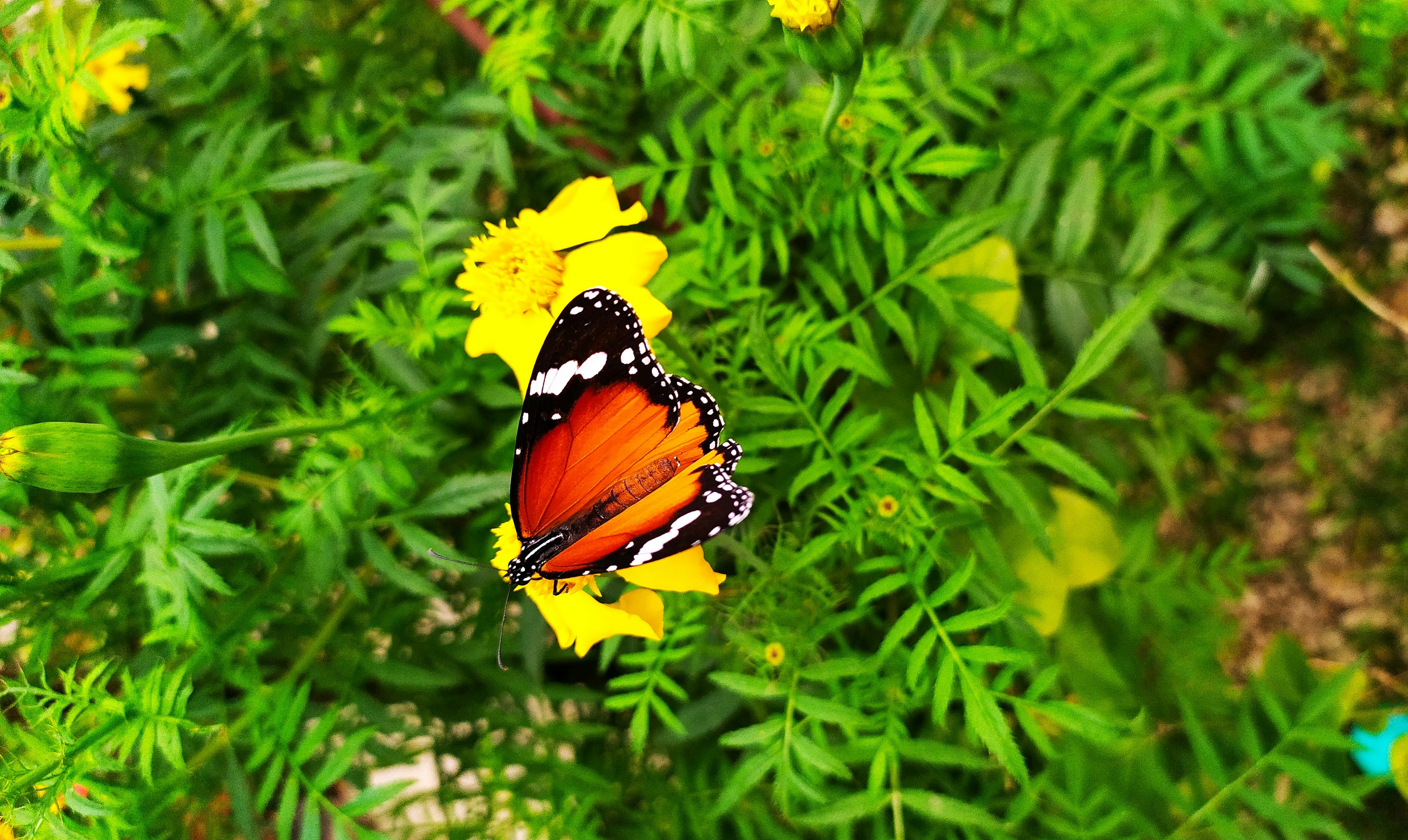 Photo by soumyajit96