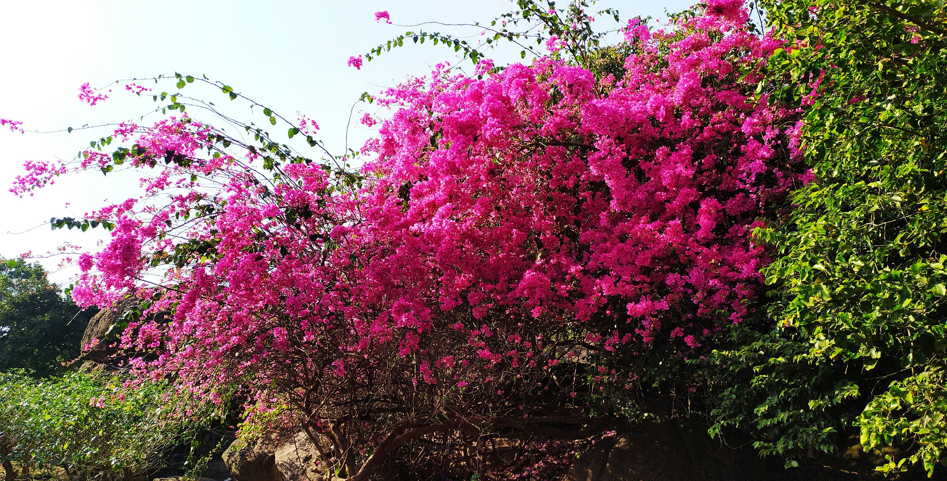 Photo by soumyajit96