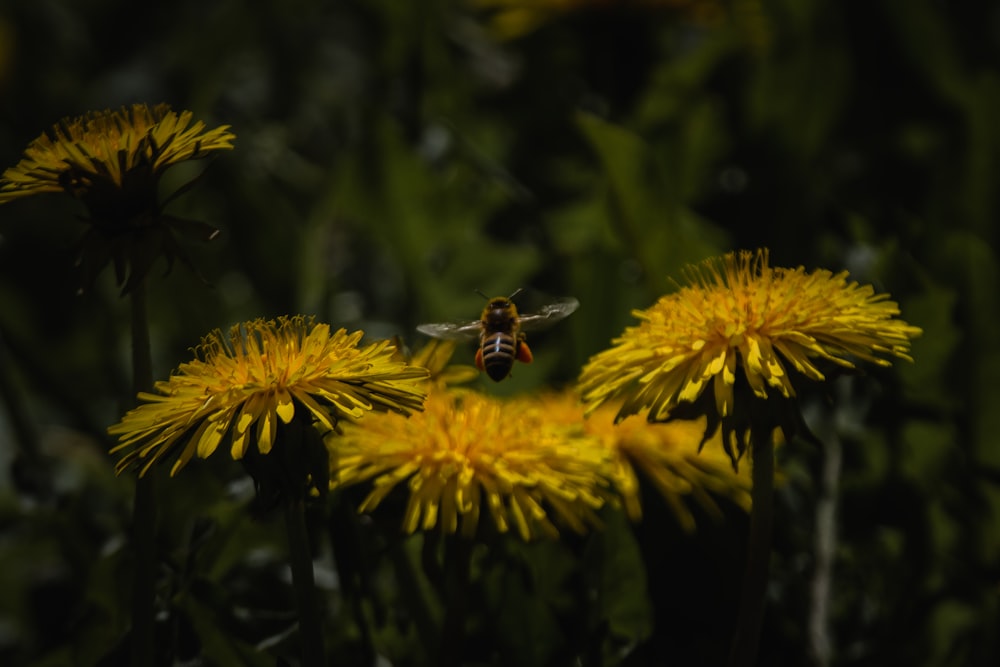 a bee flying over a bunch of yellow flowers