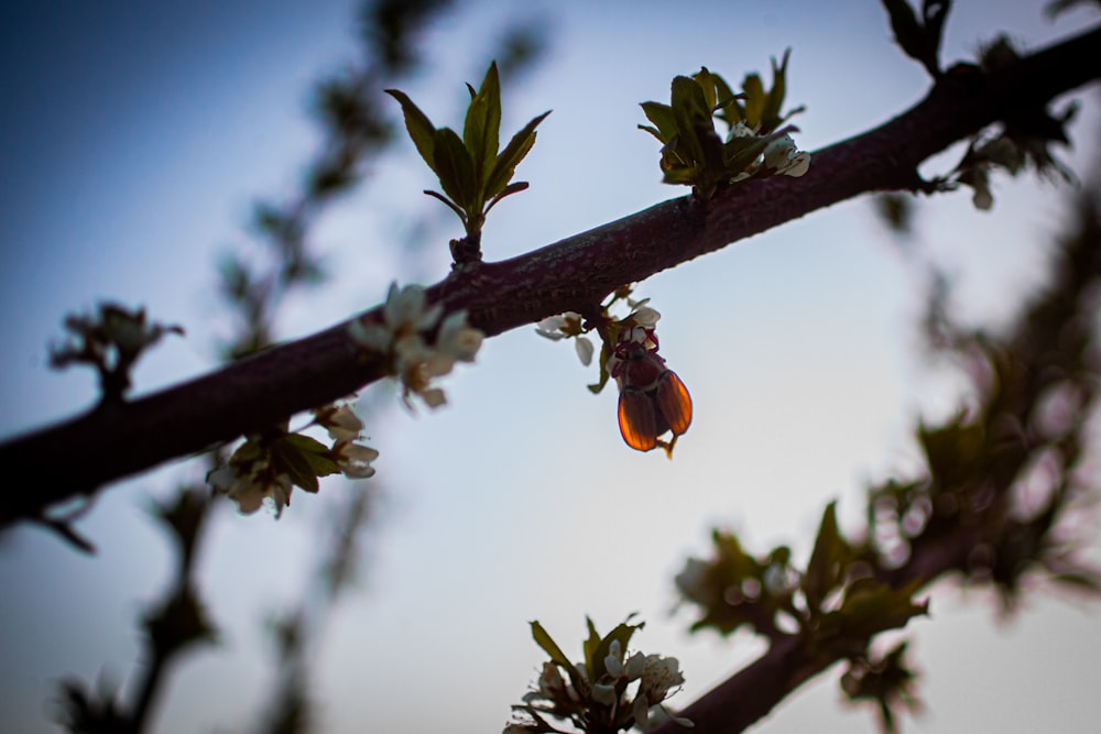 a close up of a tree branch with flowers