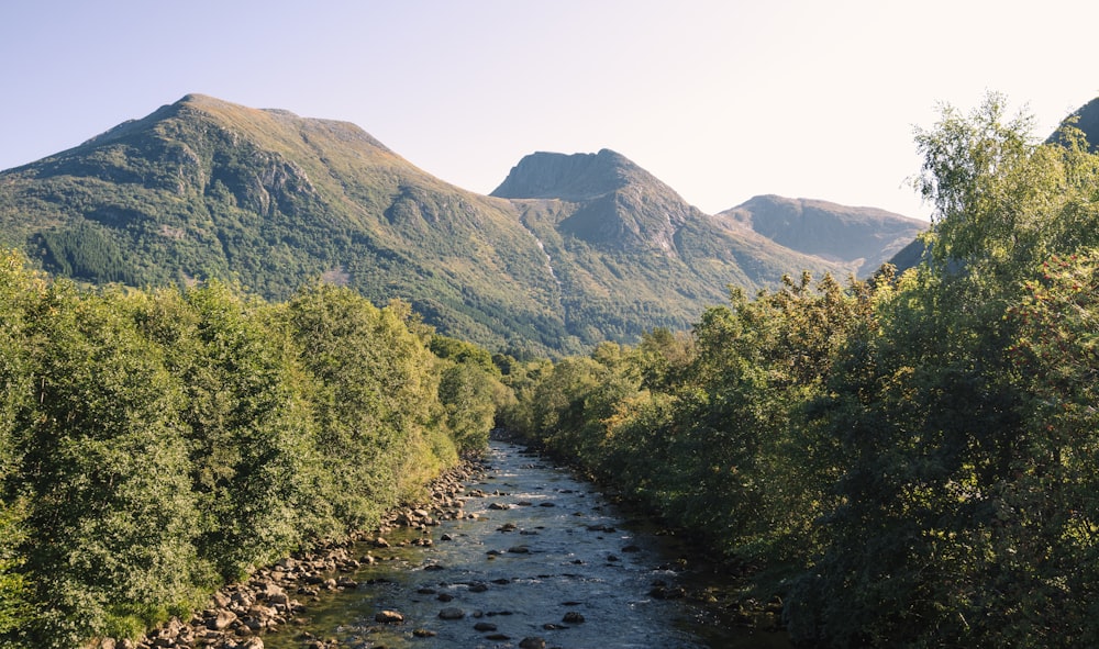 a river running through a lush green forest