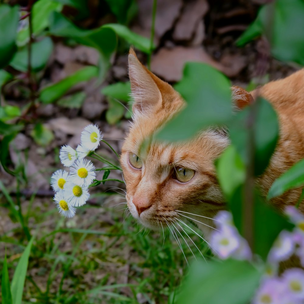 an orange cat looking at a white flower
