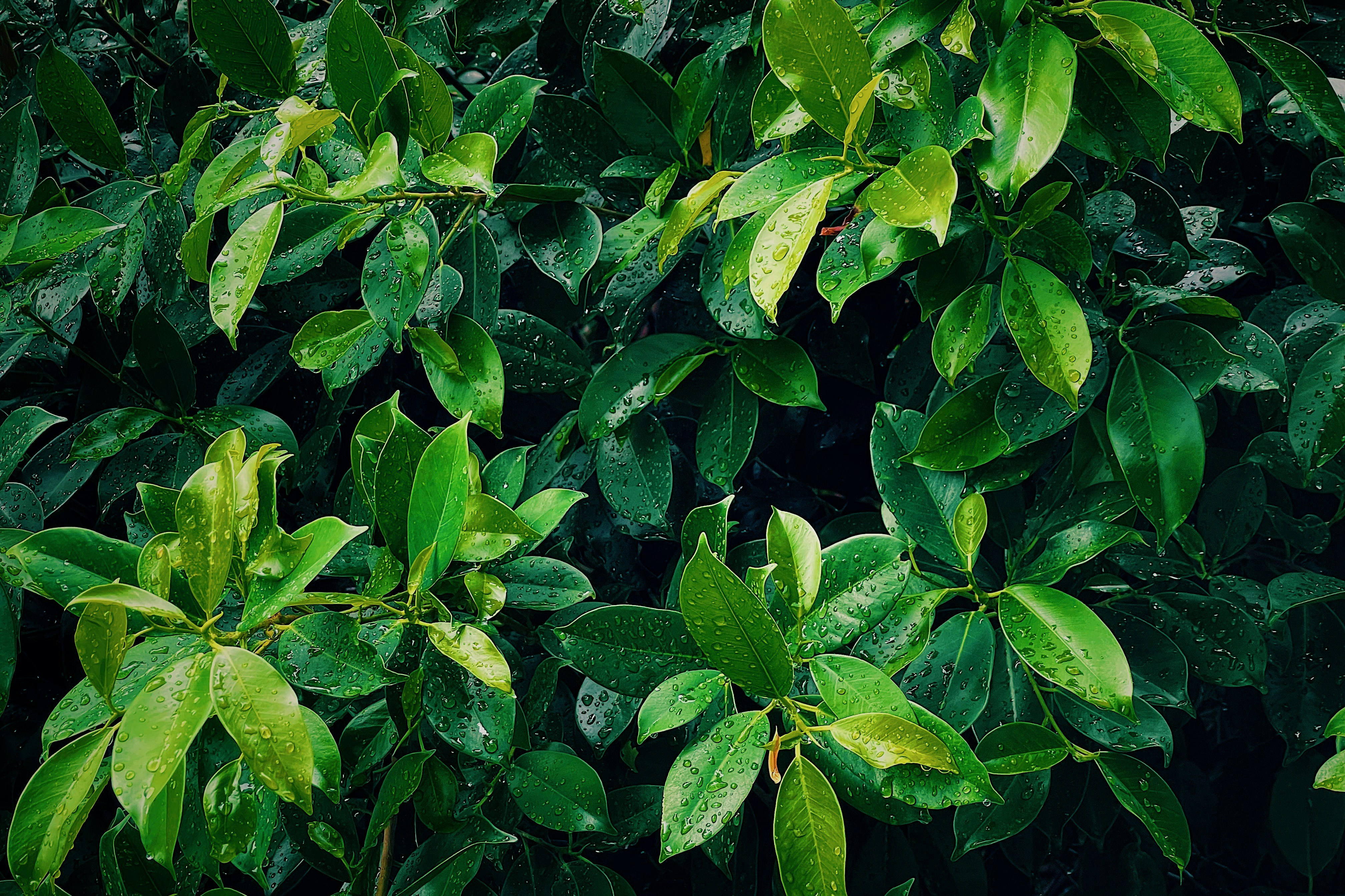 green tea leaves close up, wallpaper, Green Tea Extract for Inflammation: Benefits & How to Use 5