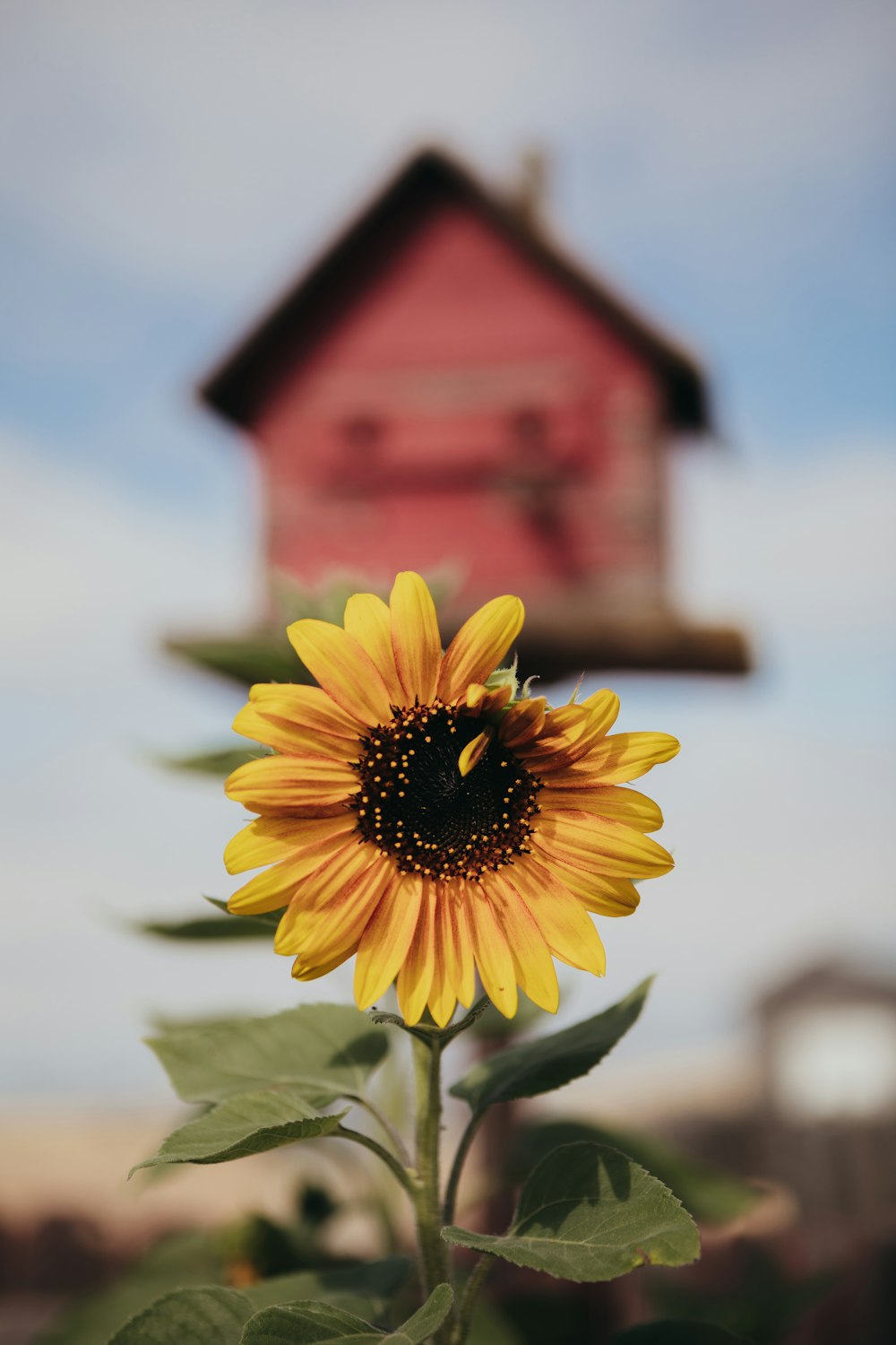 a sunflower in front of a red house