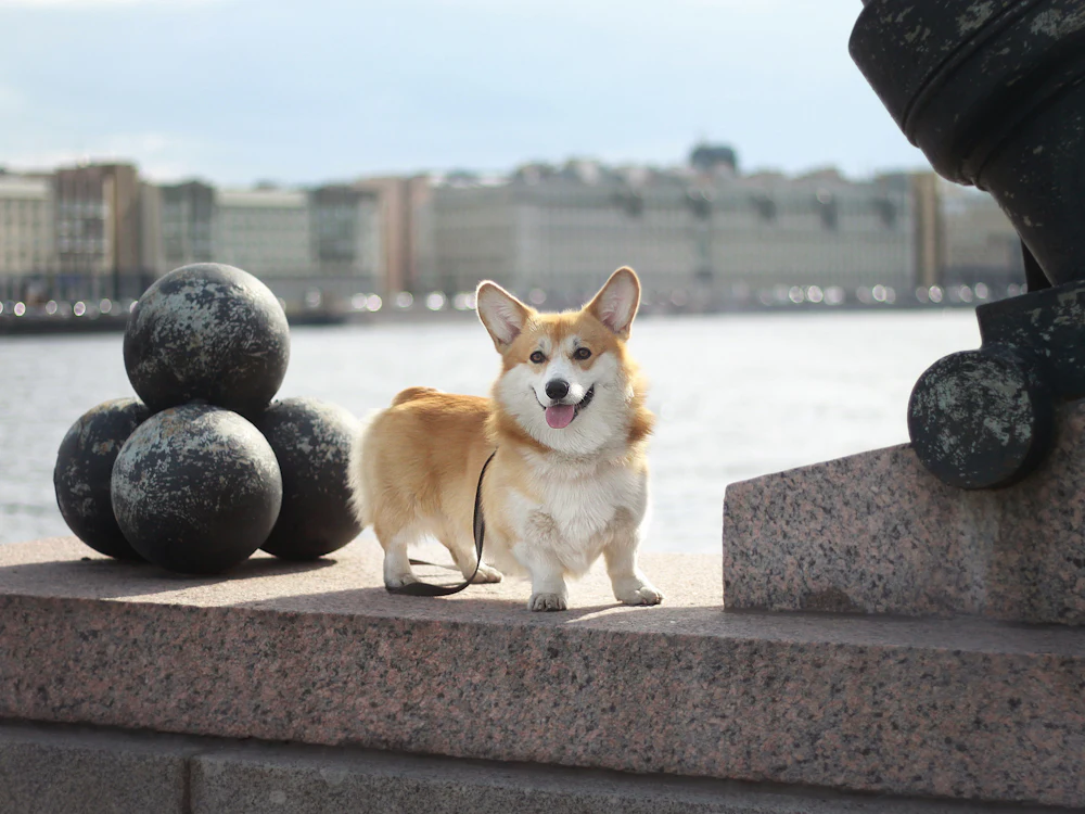 Pembroke Welsh Corgi, photo 4